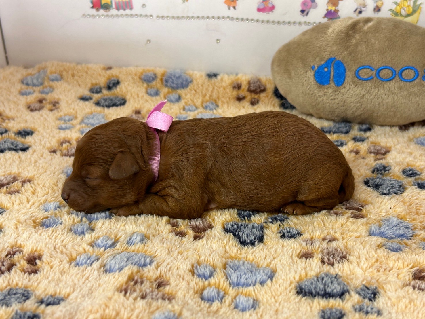 赤ちゃん写真1-2