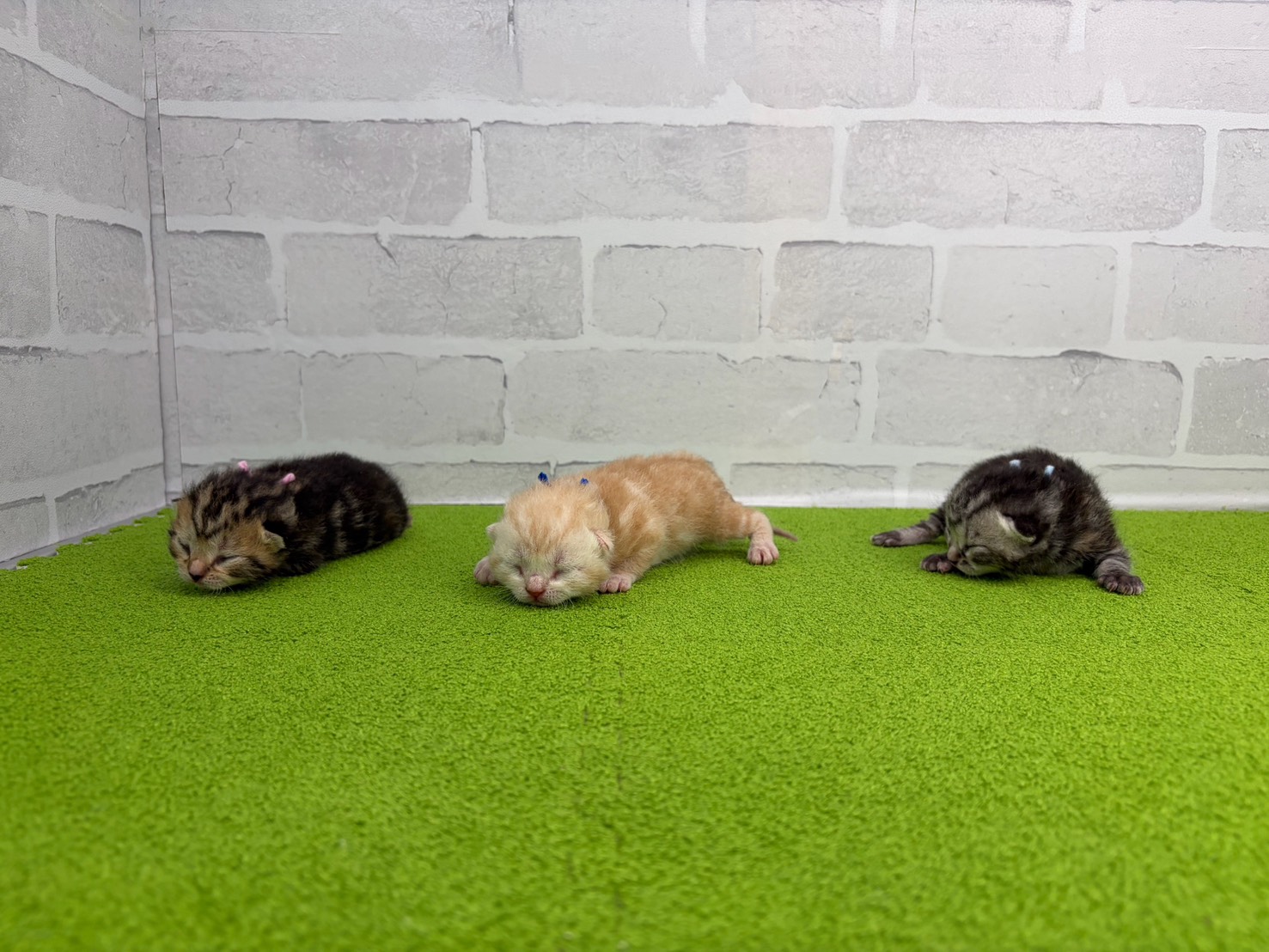 赤ちゃん写真1-3