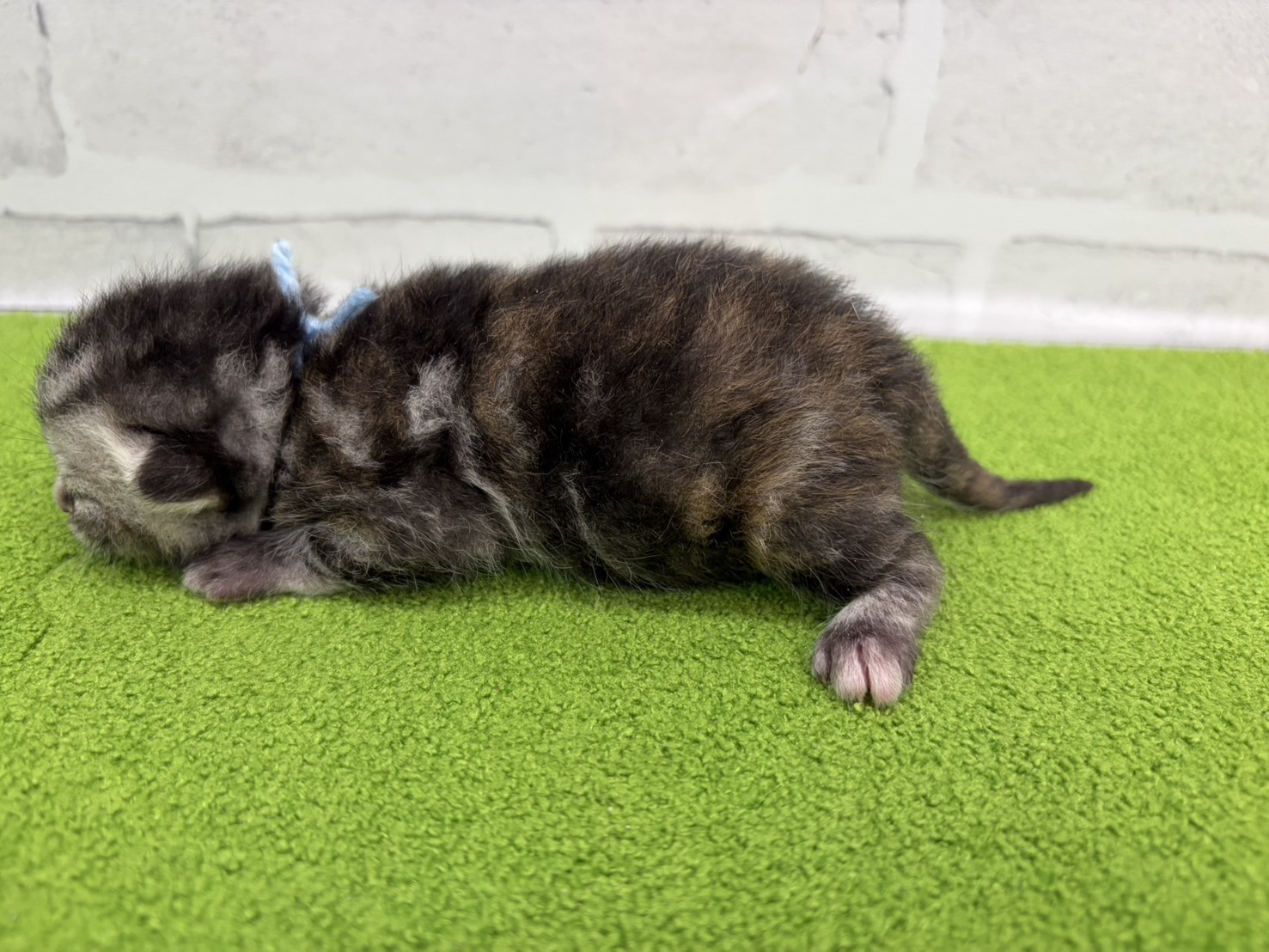 赤ちゃん写真1-2