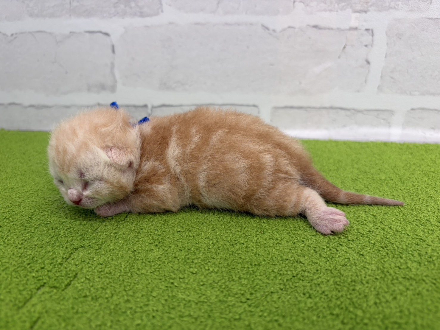 赤ちゃん写真1-2