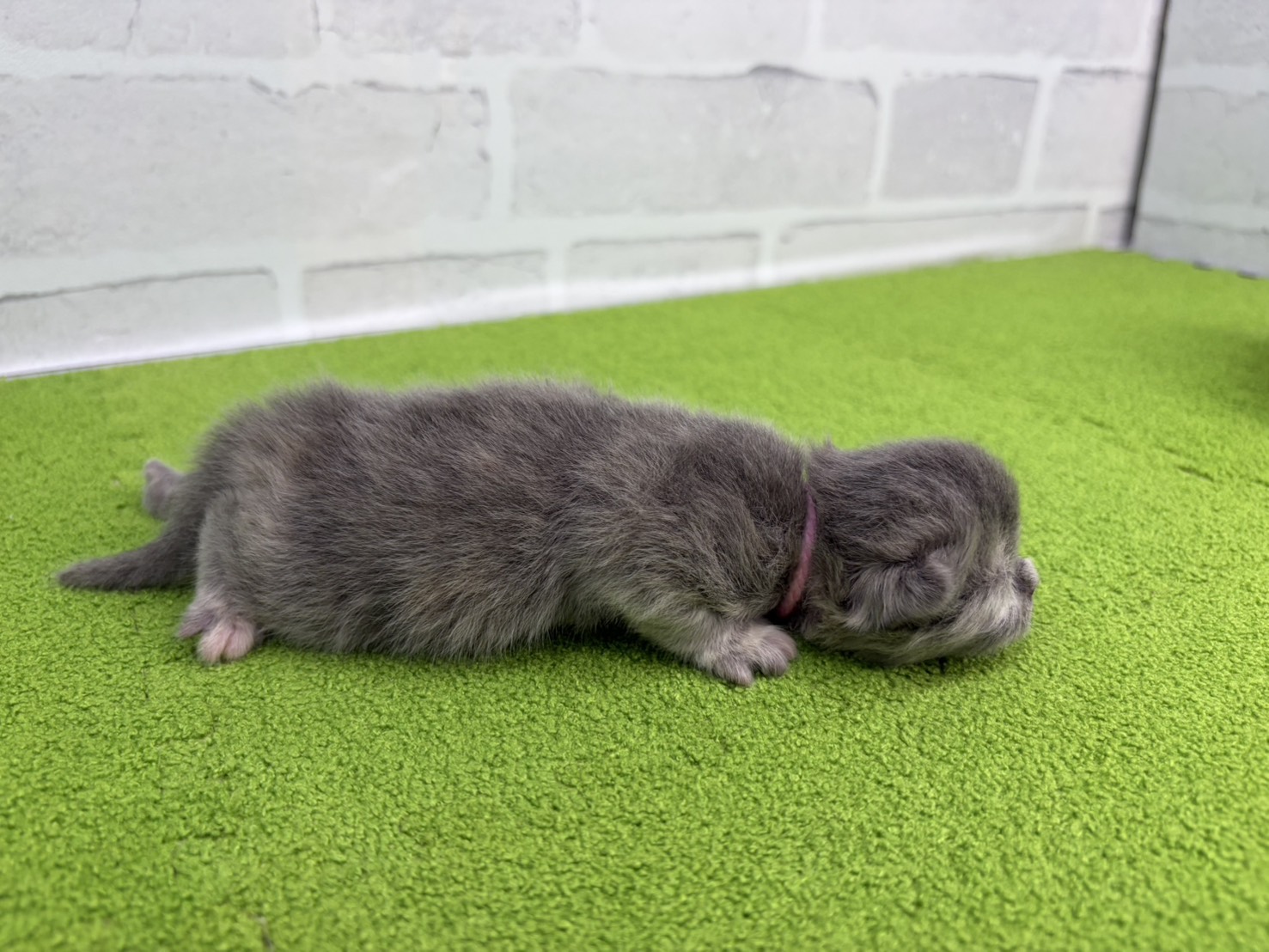 赤ちゃん写真1-2