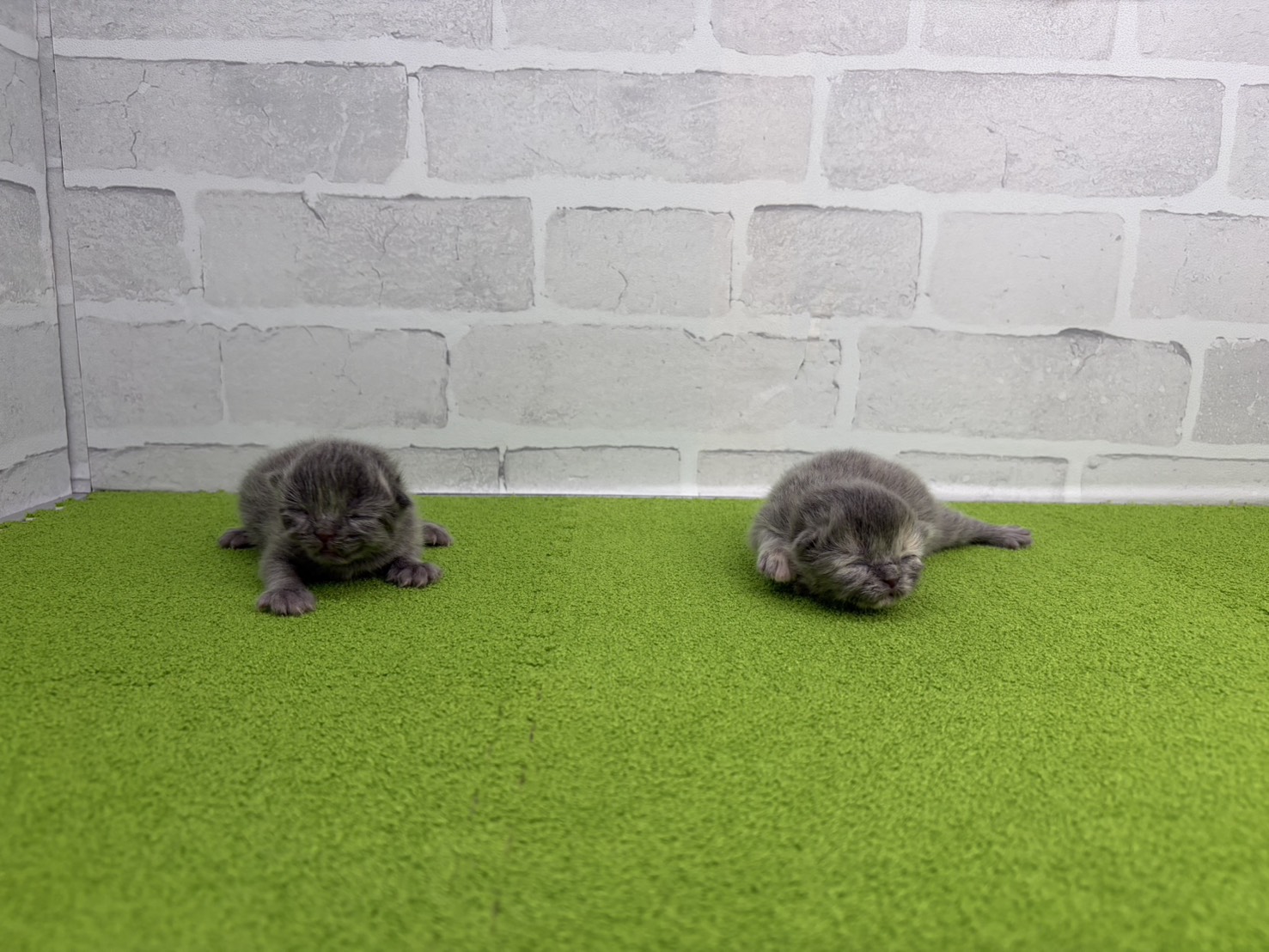 赤ちゃん写真1-3