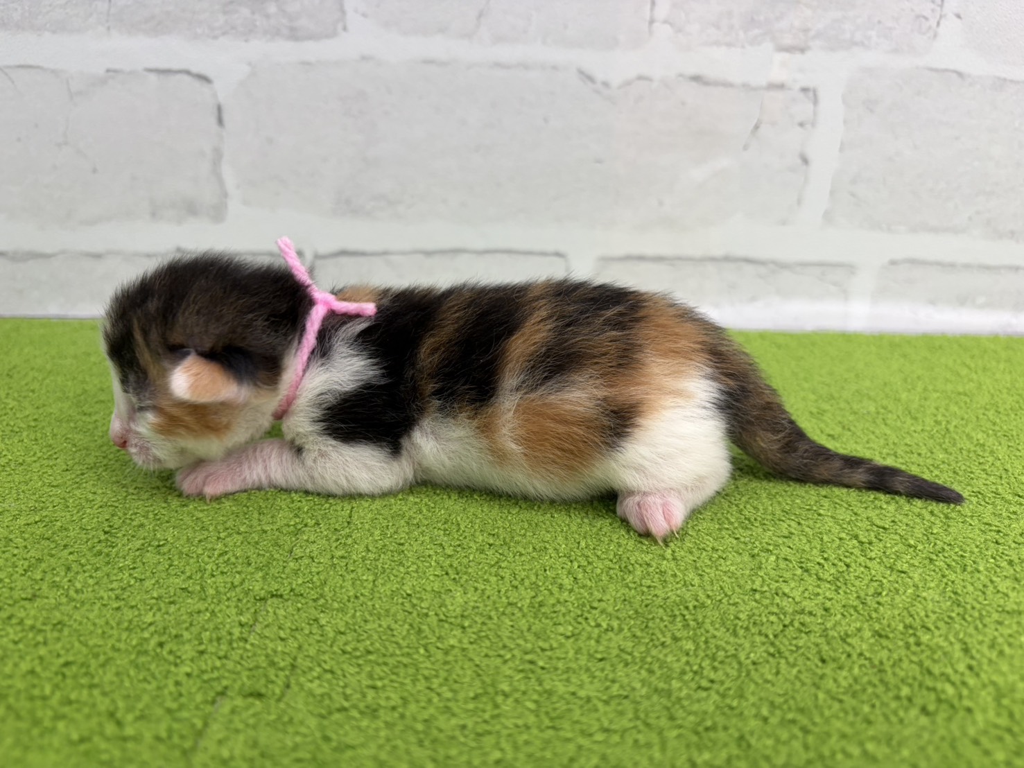 赤ちゃん写真1-2