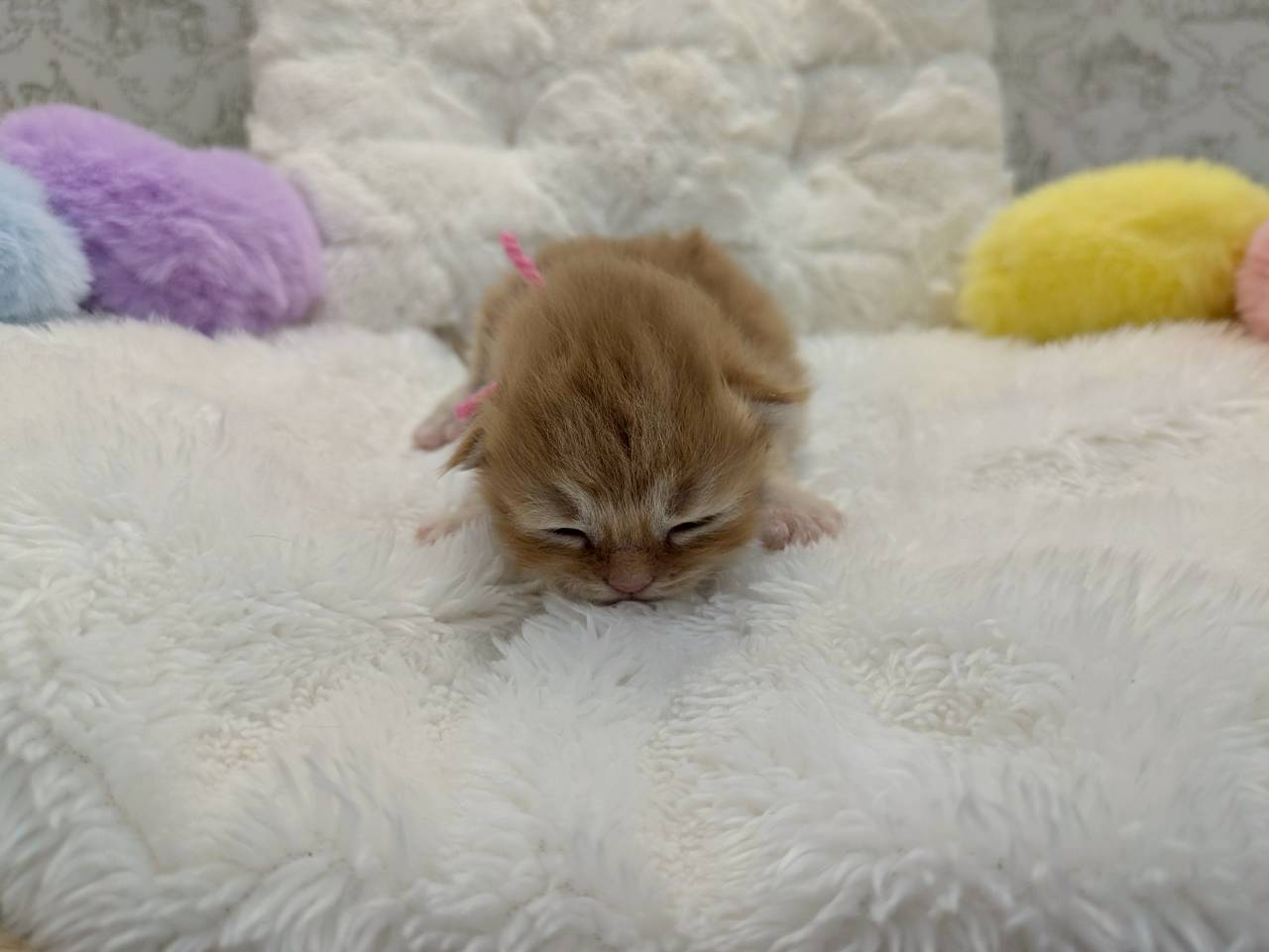 赤ちゃん写真1-1