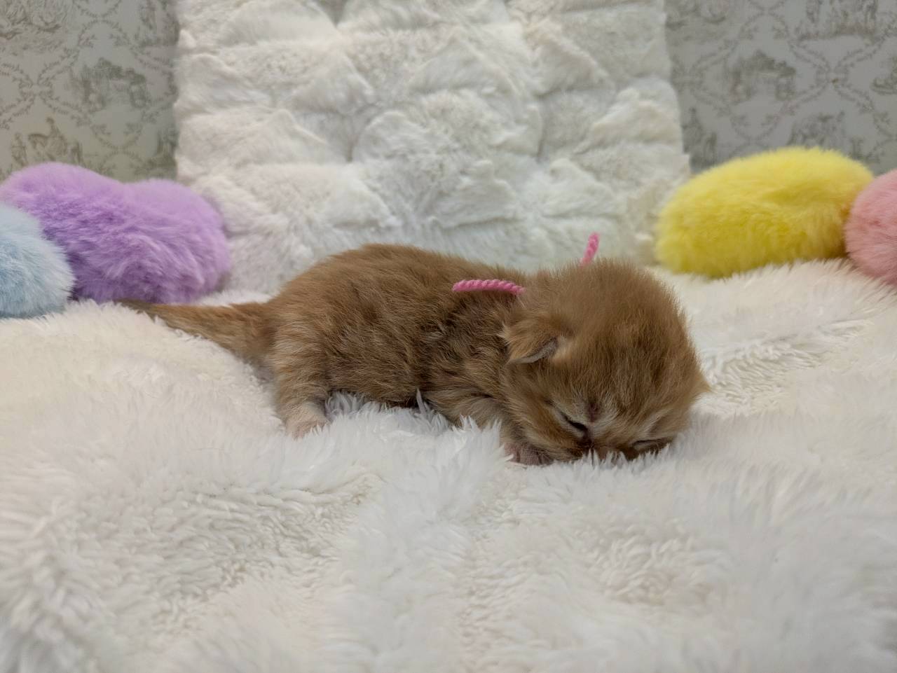 赤ちゃん写真1-2