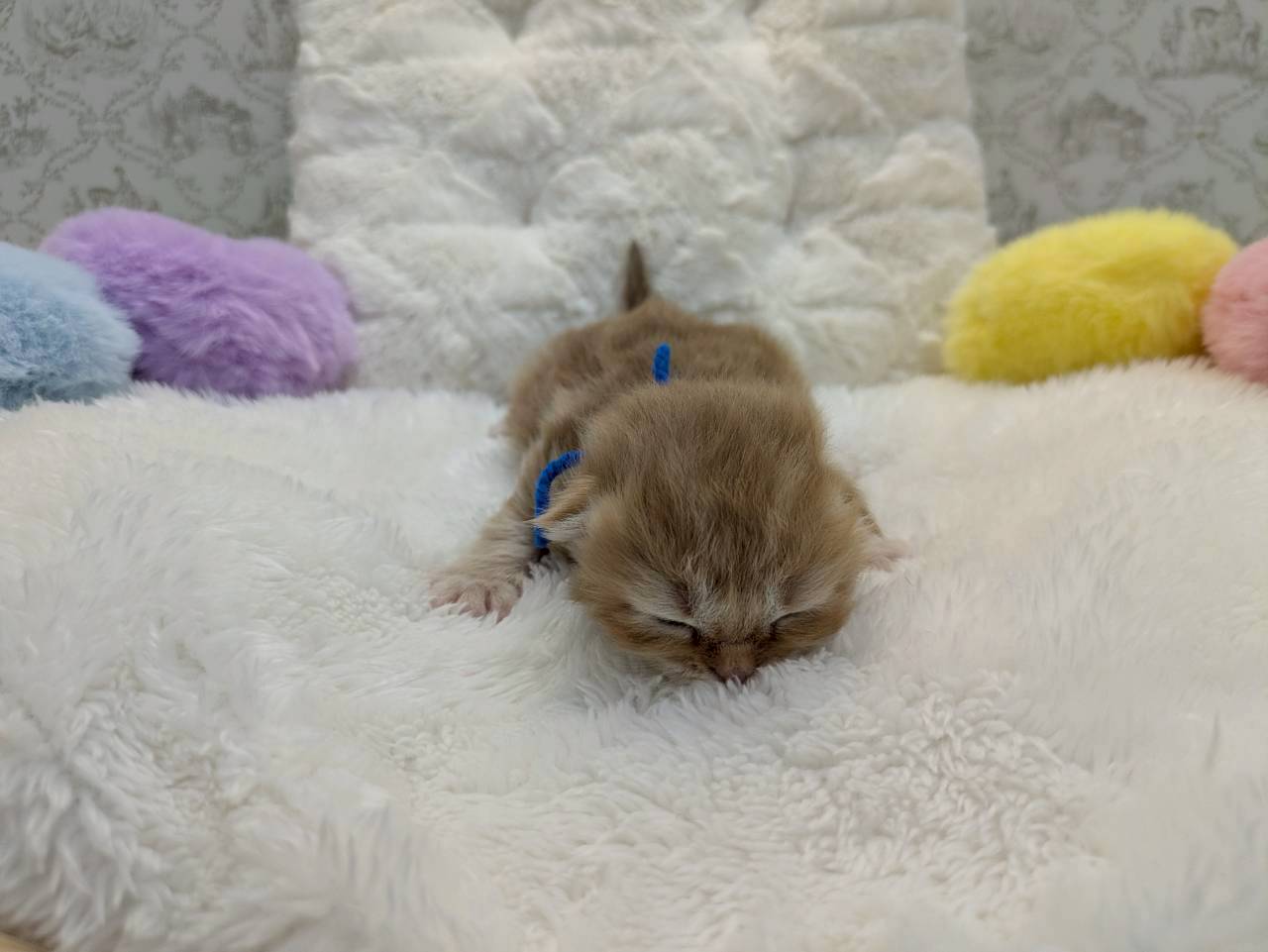 赤ちゃん写真1-1