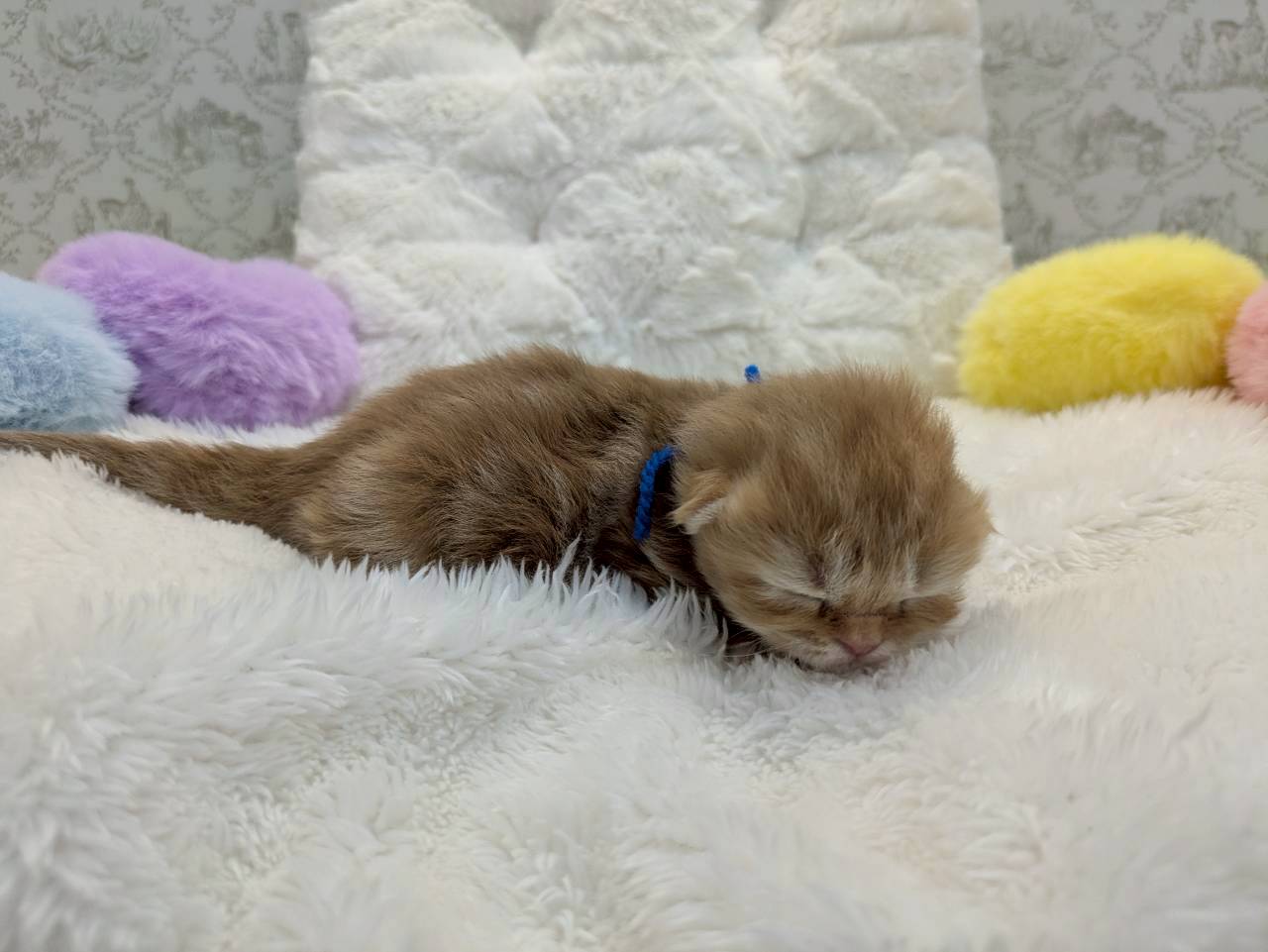 赤ちゃん写真1-2