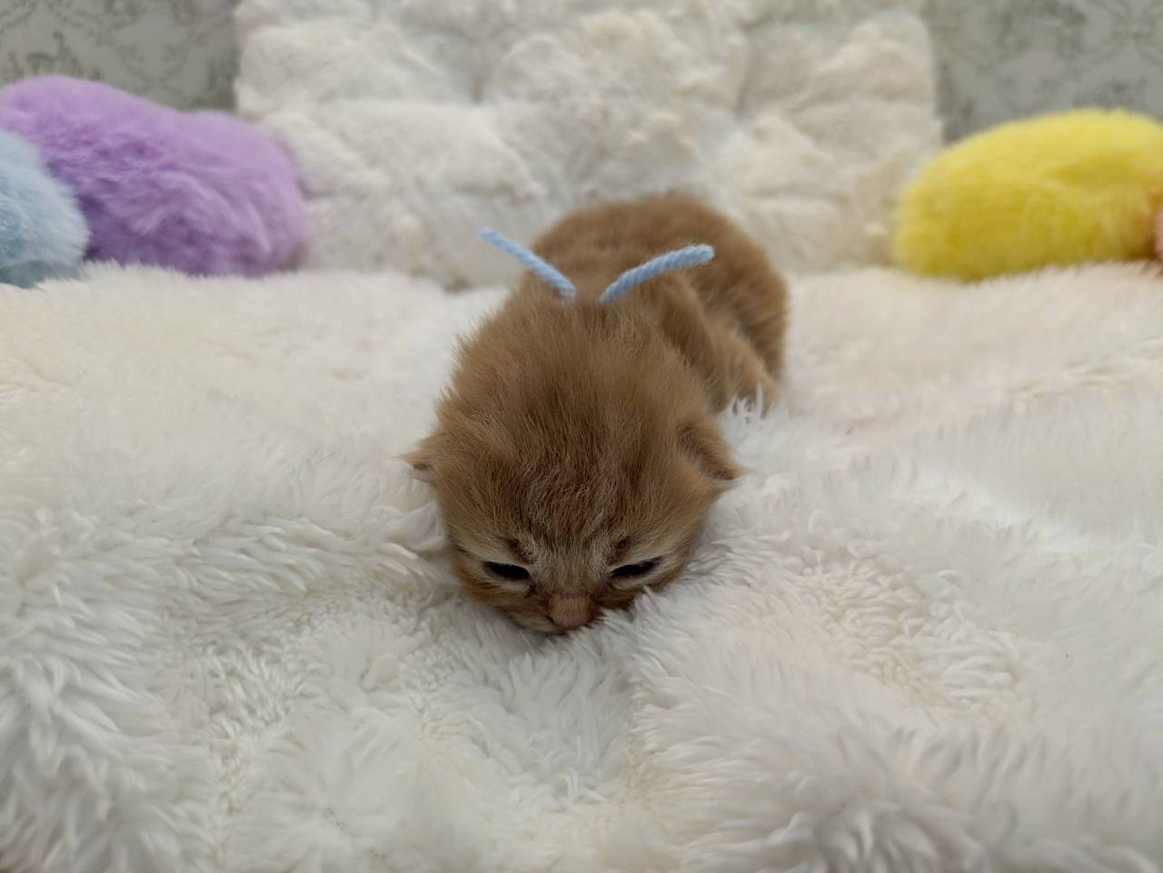 赤ちゃん写真1-1