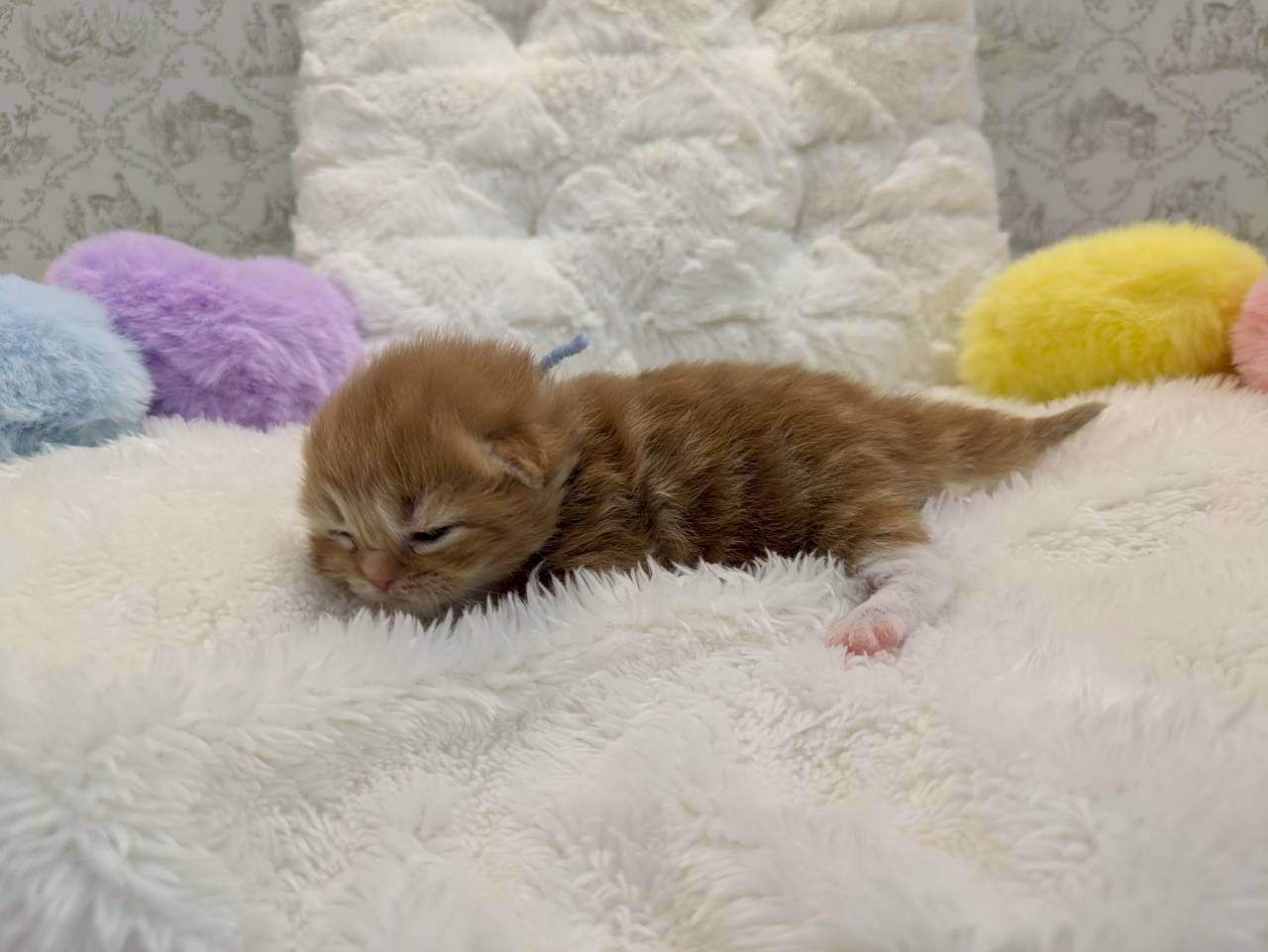 赤ちゃん写真1-2