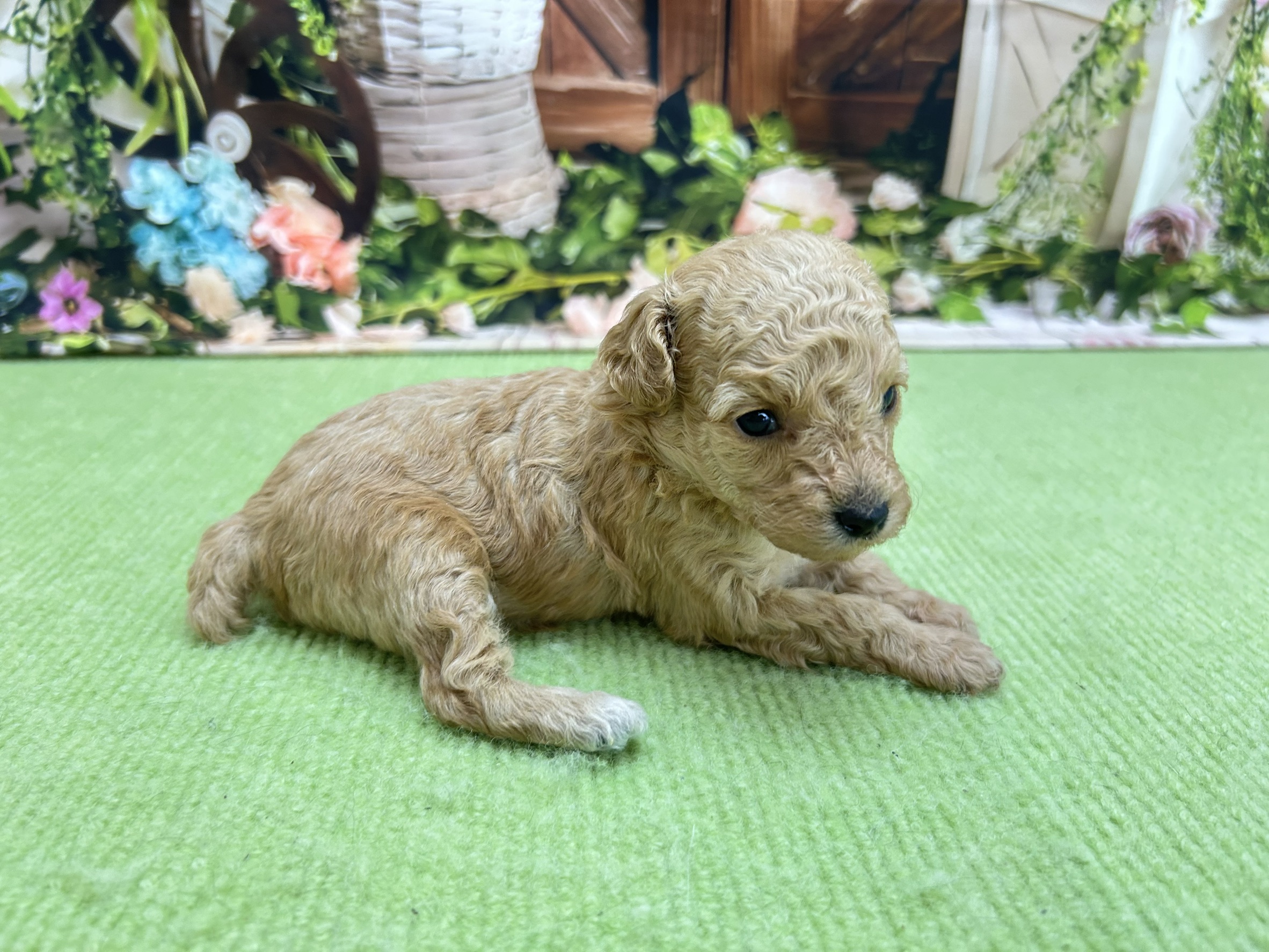 赤ちゃん写真1-2