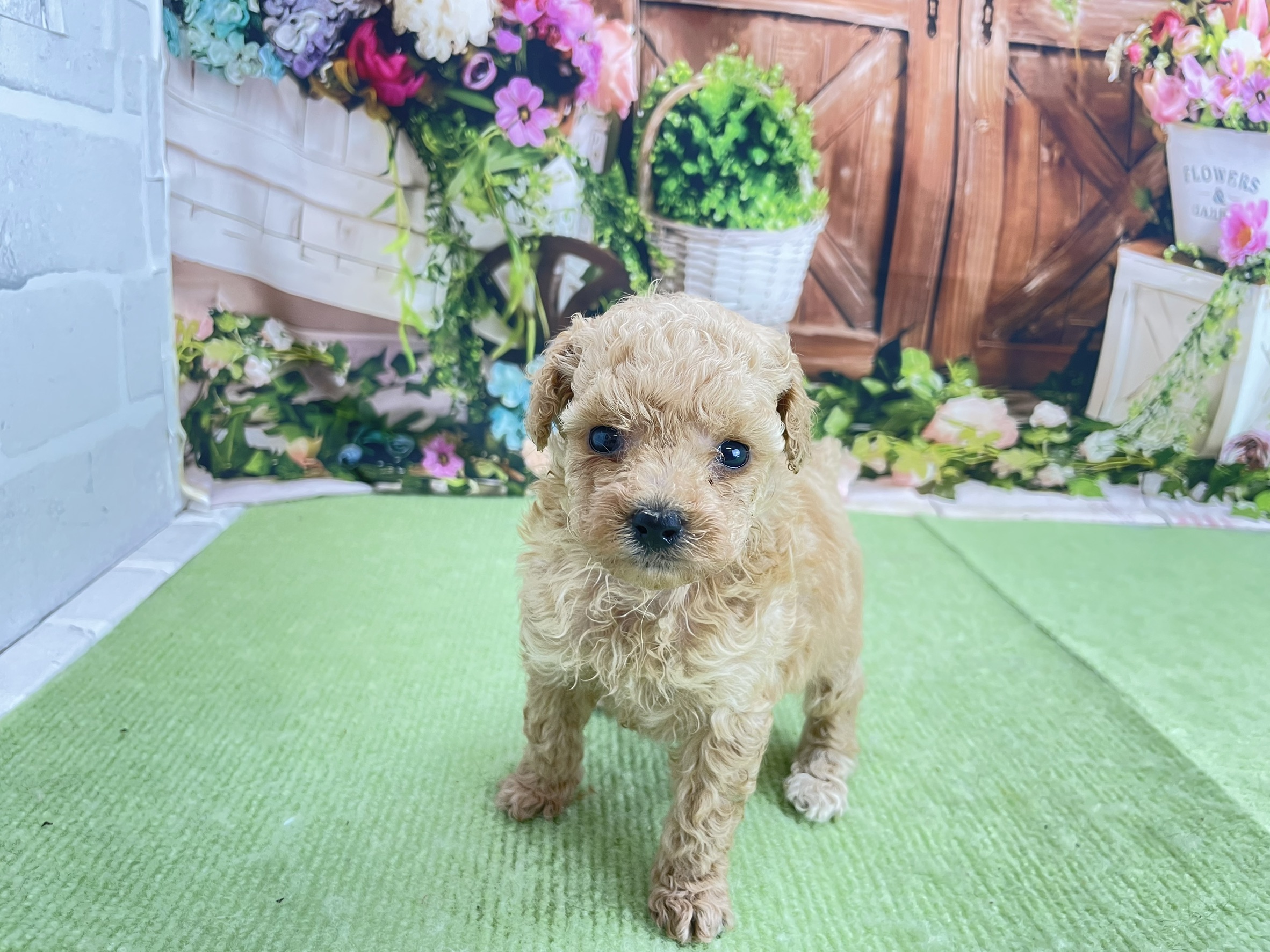 赤ちゃん写真2-1