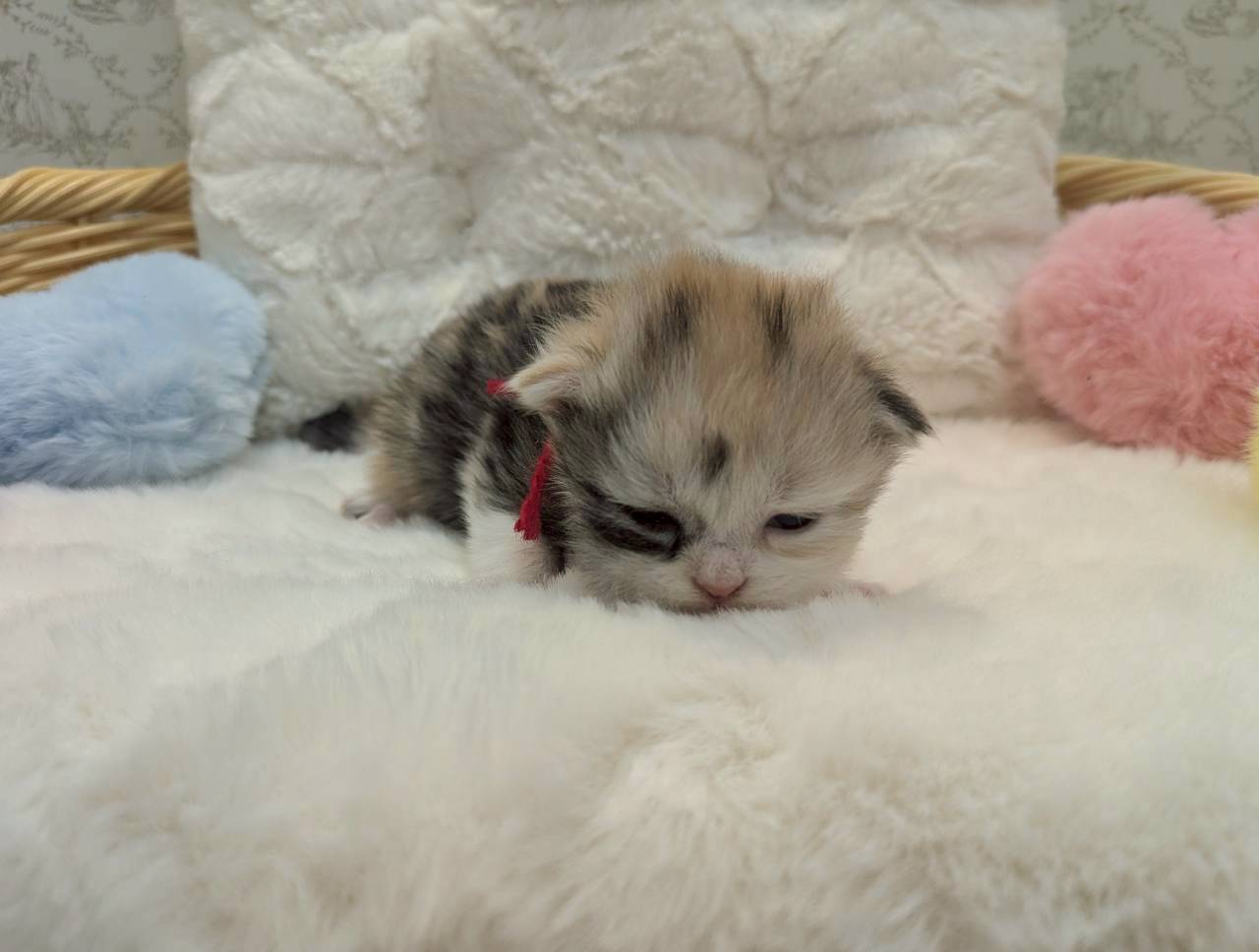 赤ちゃん写真1-1