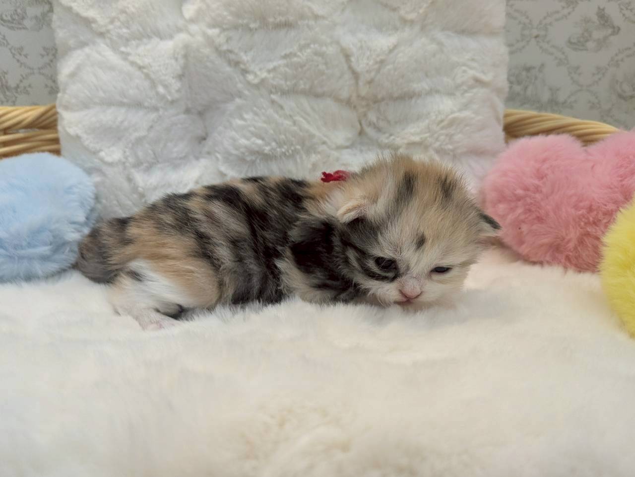 赤ちゃん写真1-2