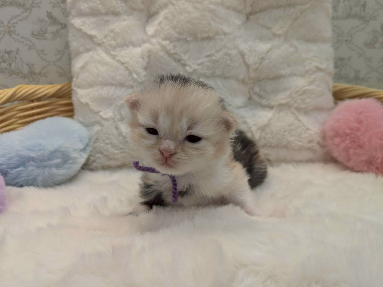 赤ちゃん写真1-1