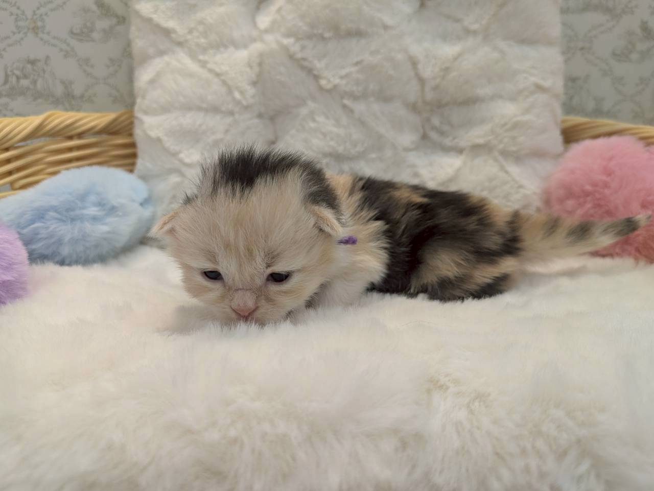 赤ちゃん写真1-2
