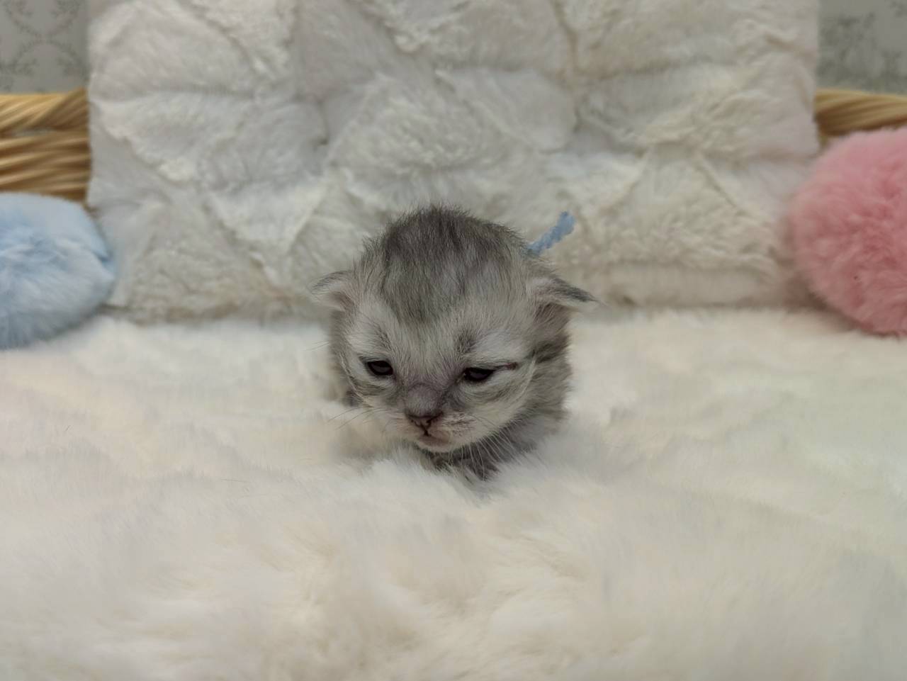 赤ちゃん写真1-1