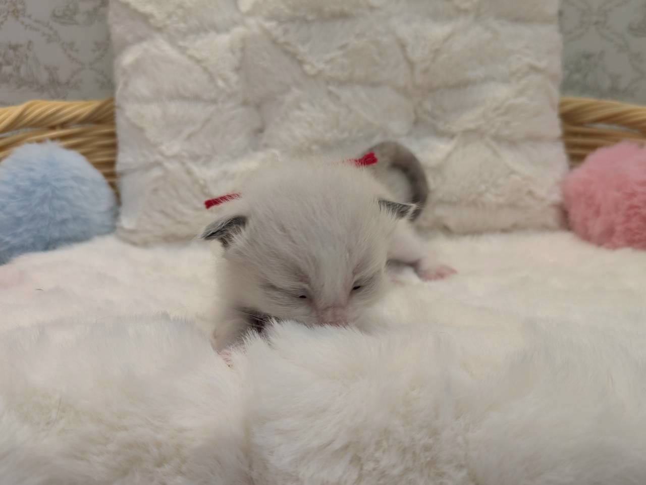 赤ちゃん写真1-1