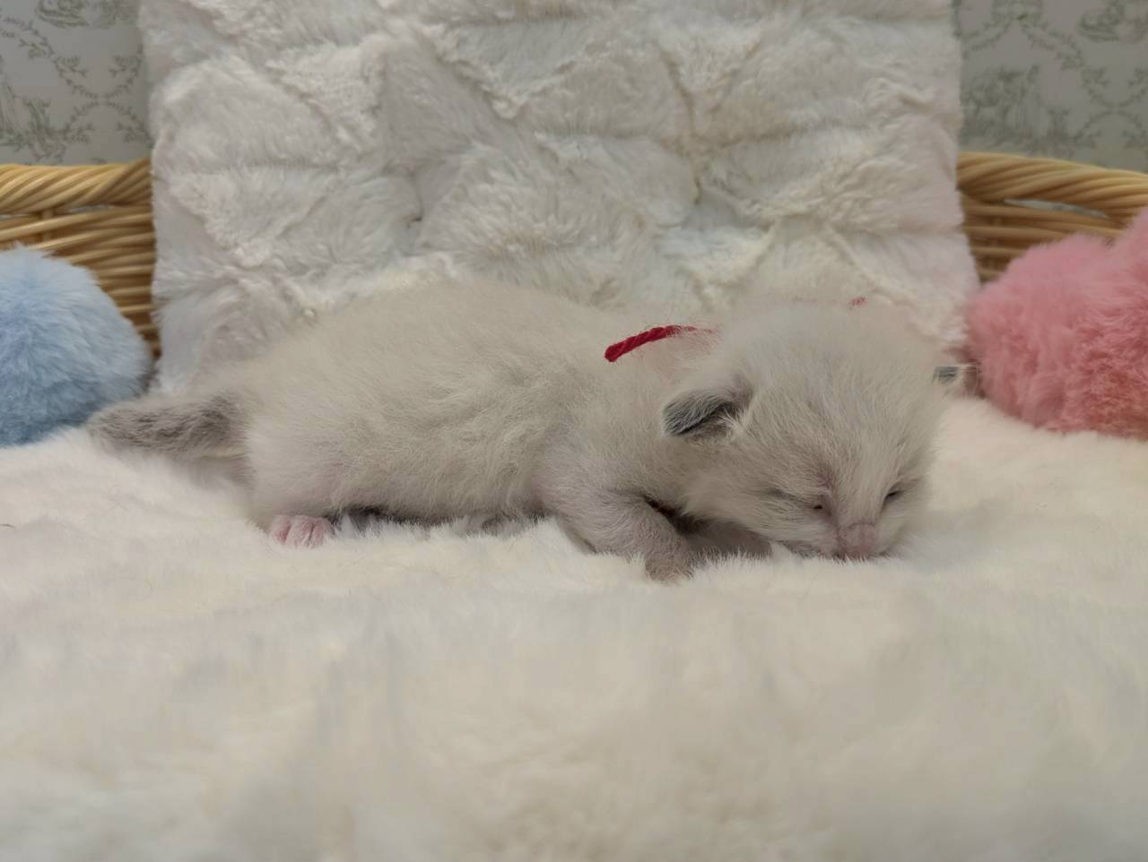 赤ちゃん写真1-2