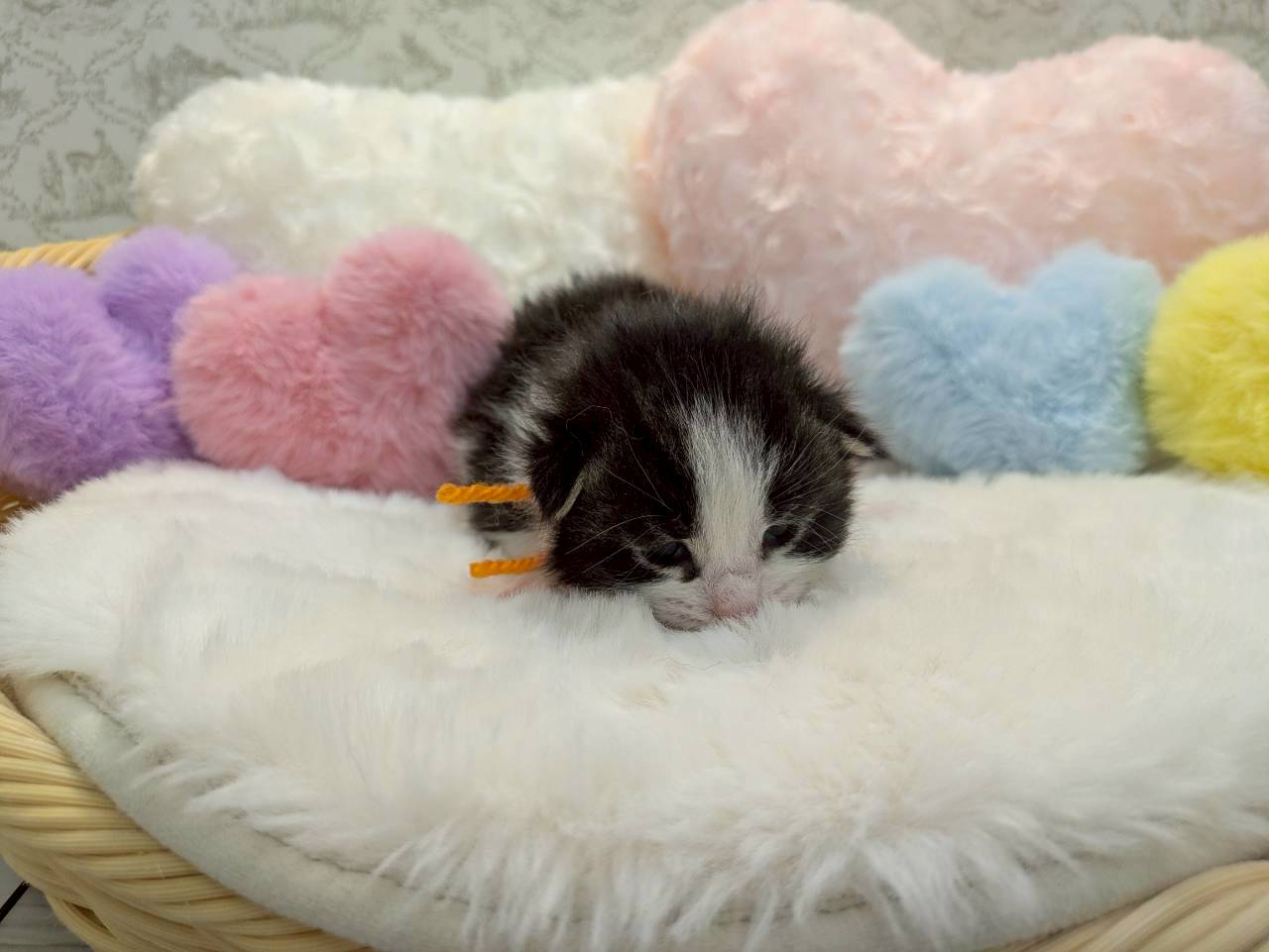 赤ちゃん写真1-1