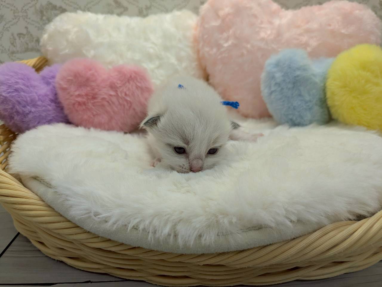 赤ちゃん写真1-1