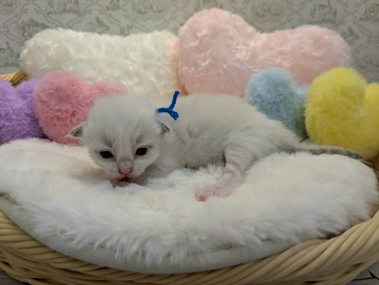 赤ちゃん写真1-2