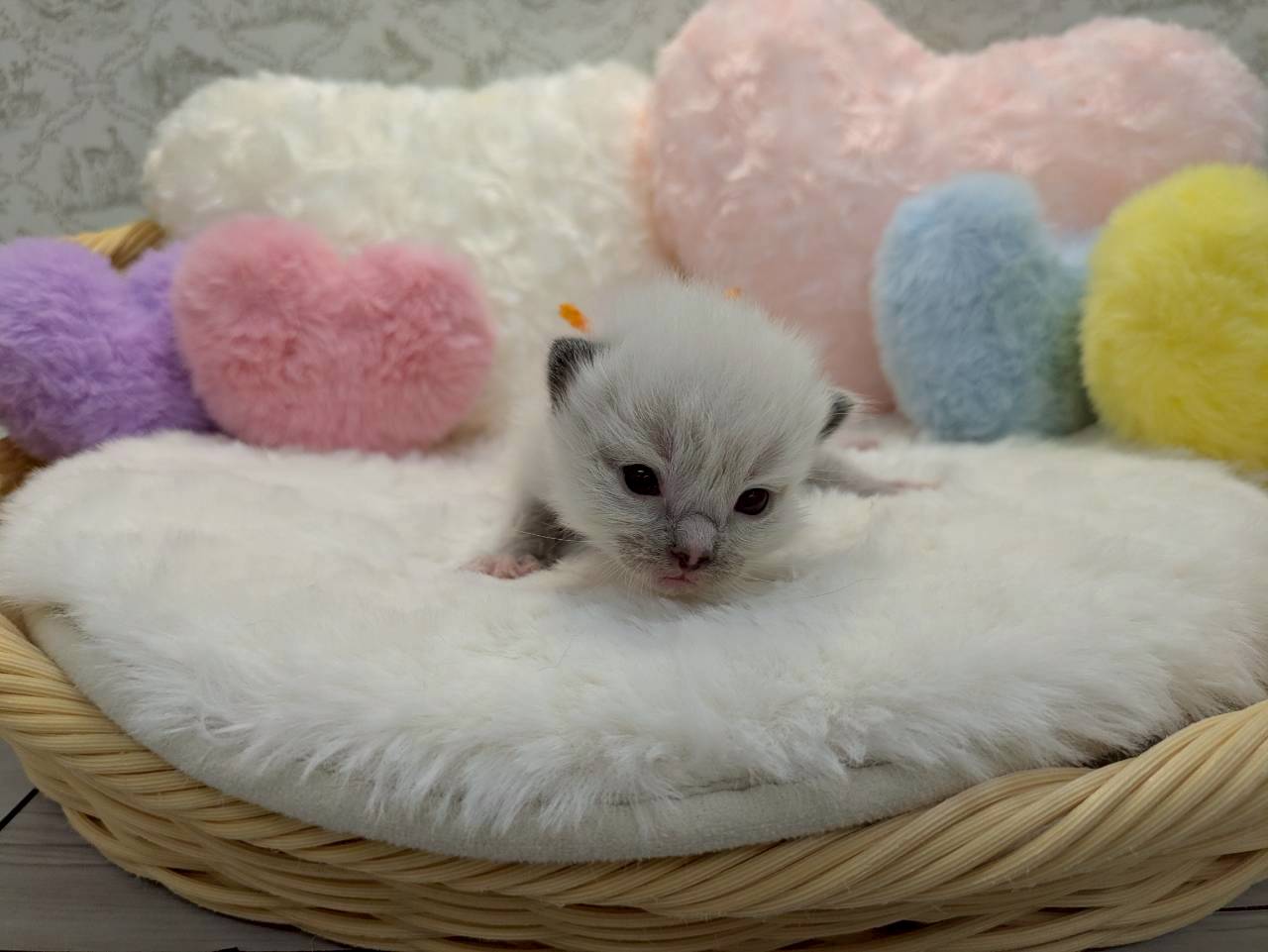 赤ちゃん写真1-1