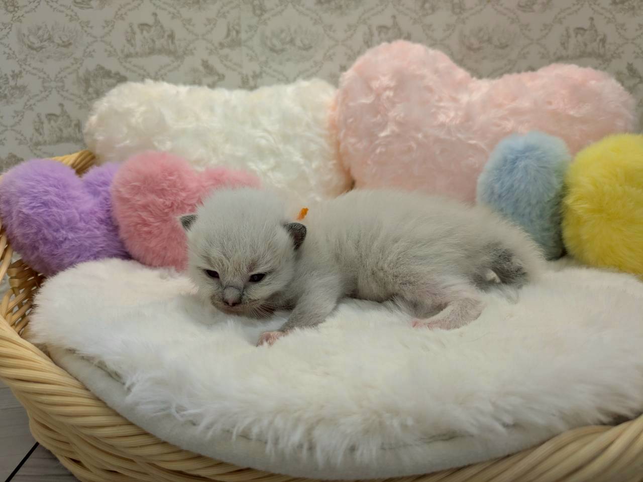 赤ちゃん写真1-2