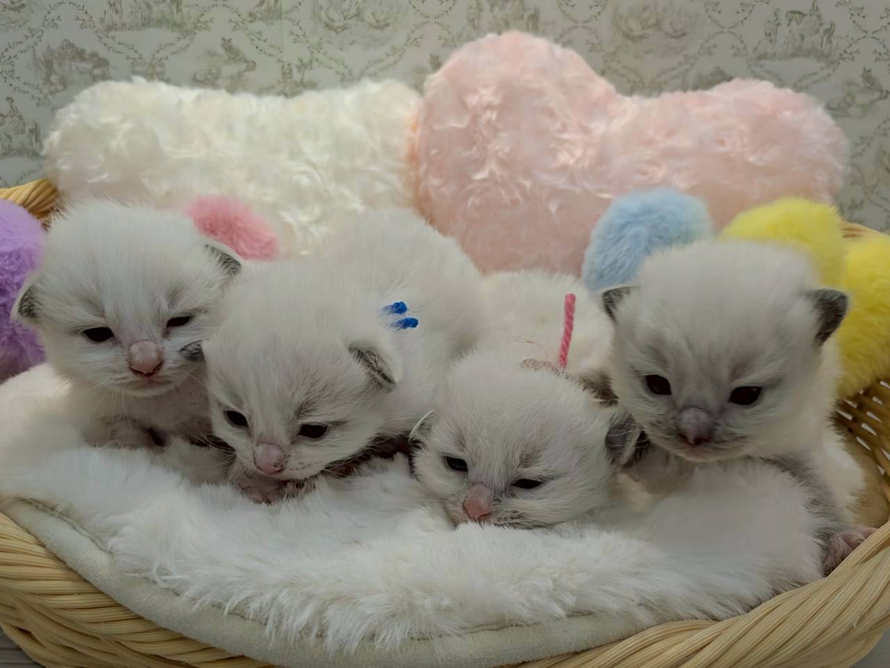赤ちゃん写真1-3