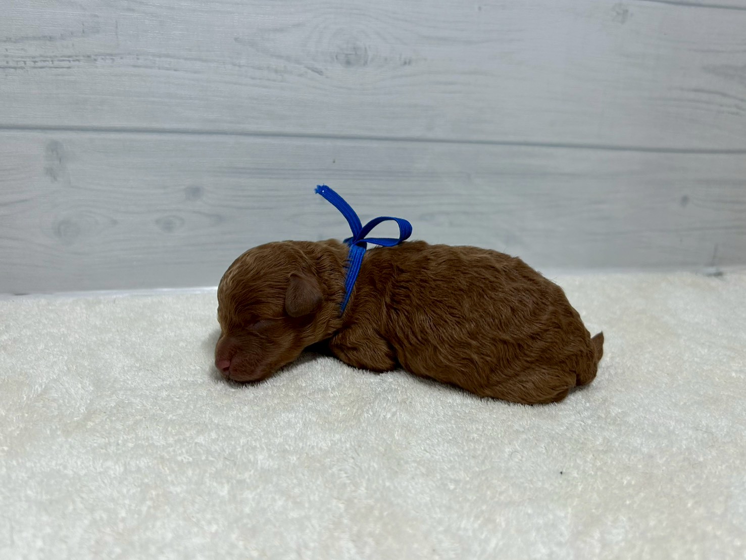 赤ちゃん写真1-2