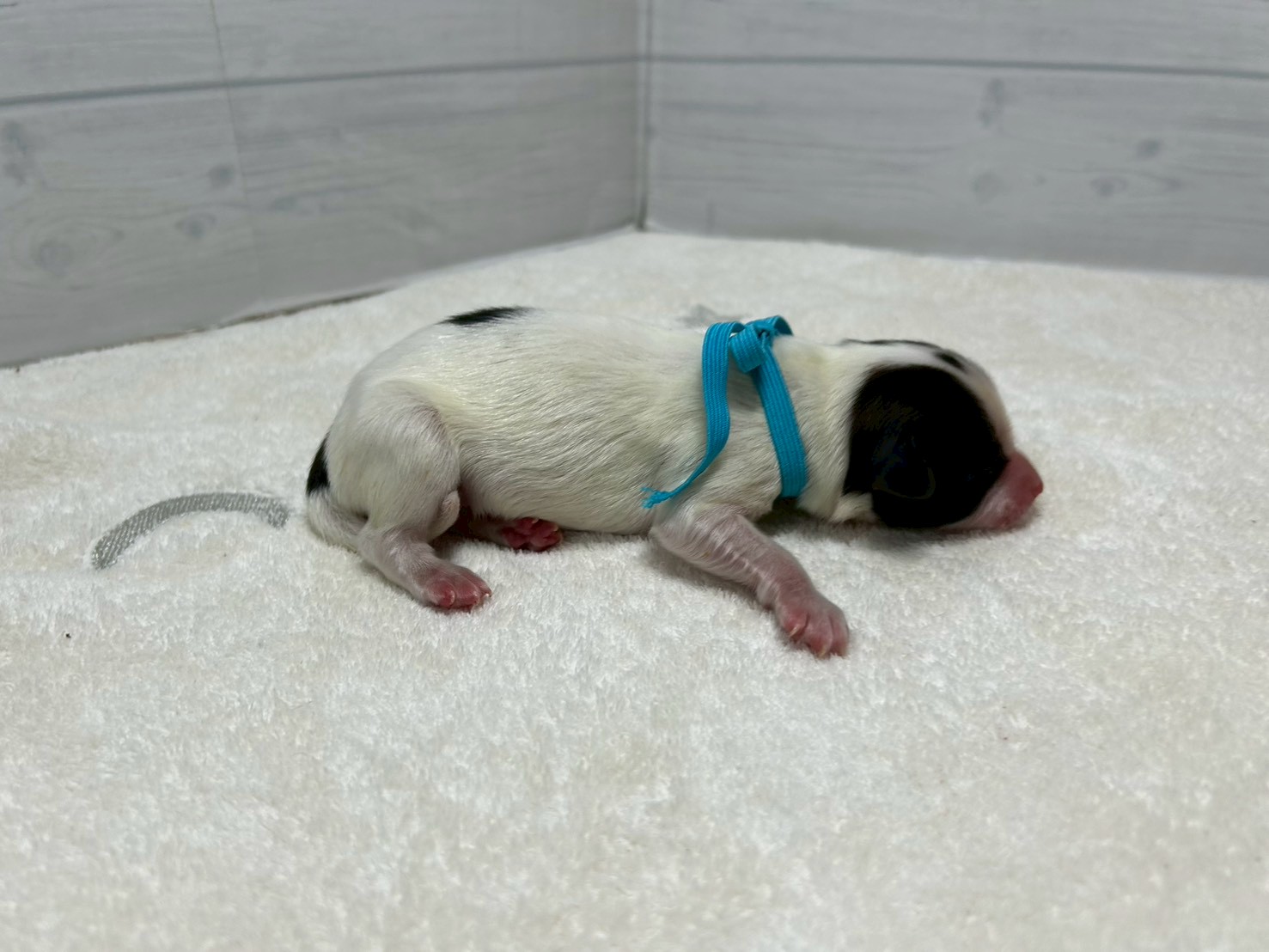 赤ちゃん写真1-2