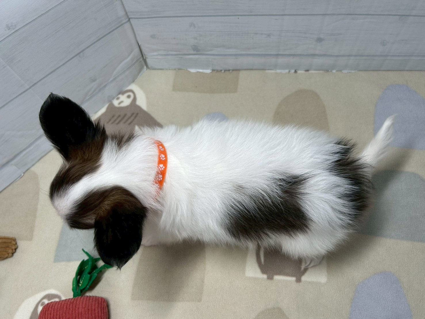 赤ちゃん写真3-3