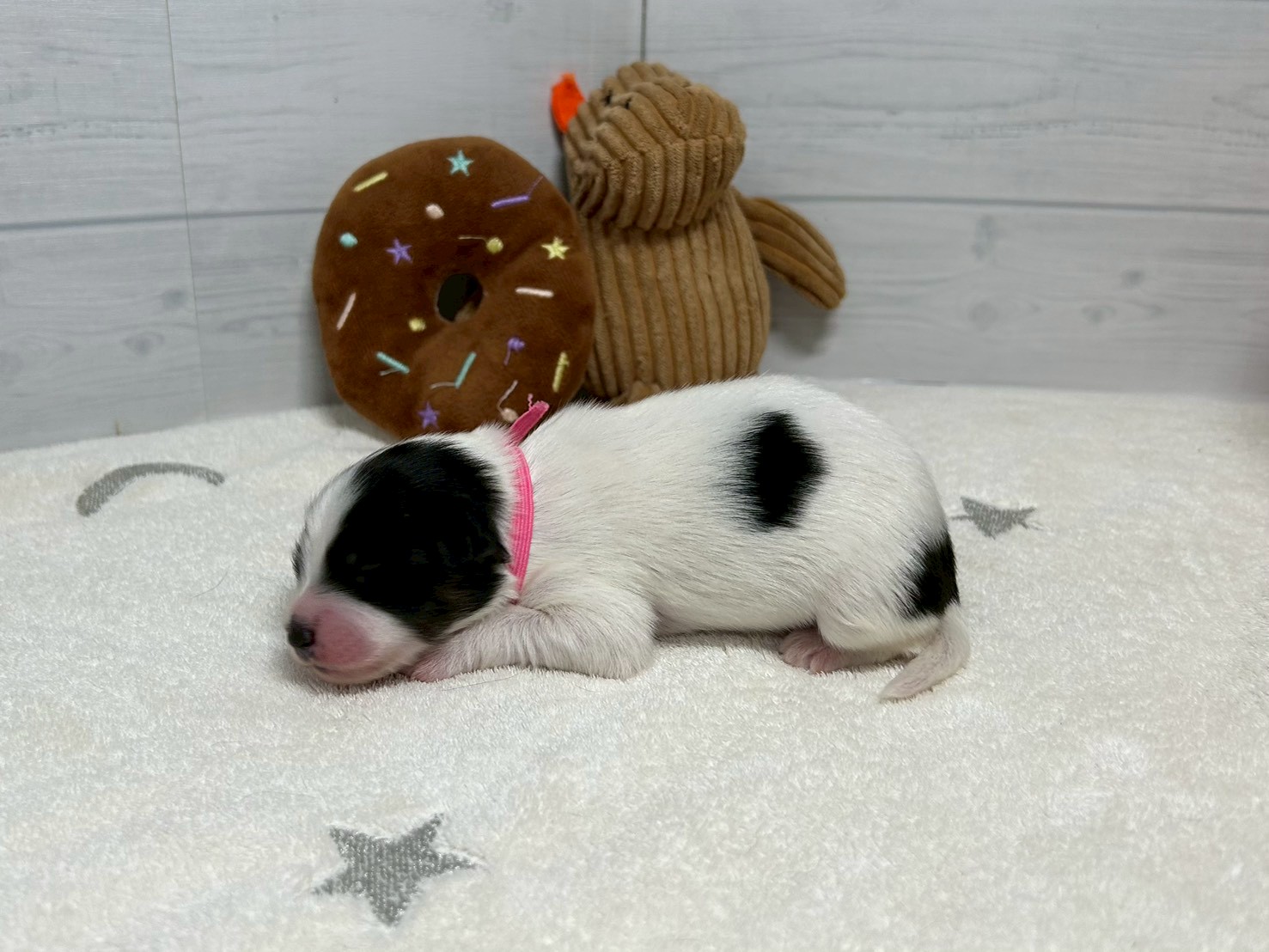 赤ちゃん写真1-2