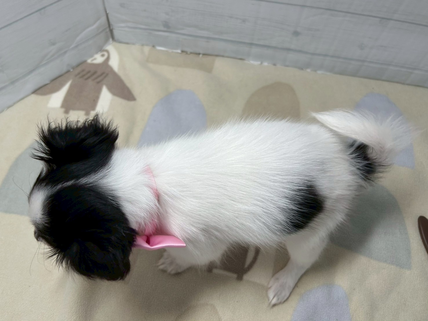 赤ちゃん写真3-3