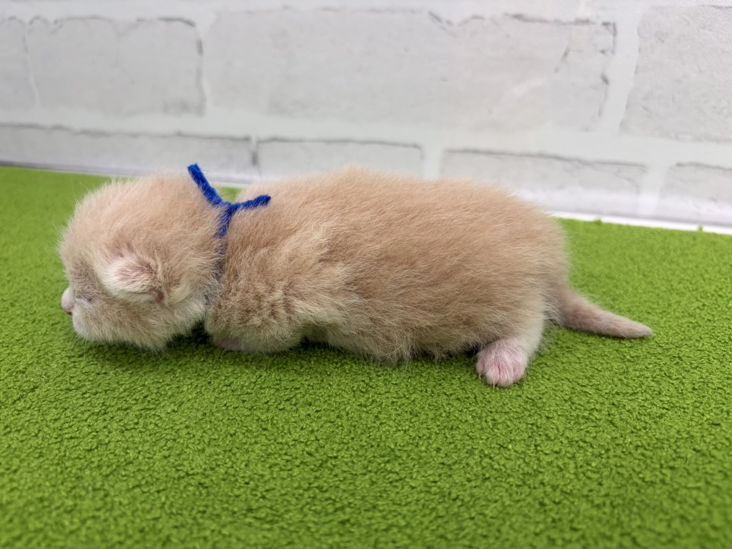 赤ちゃん写真1-2