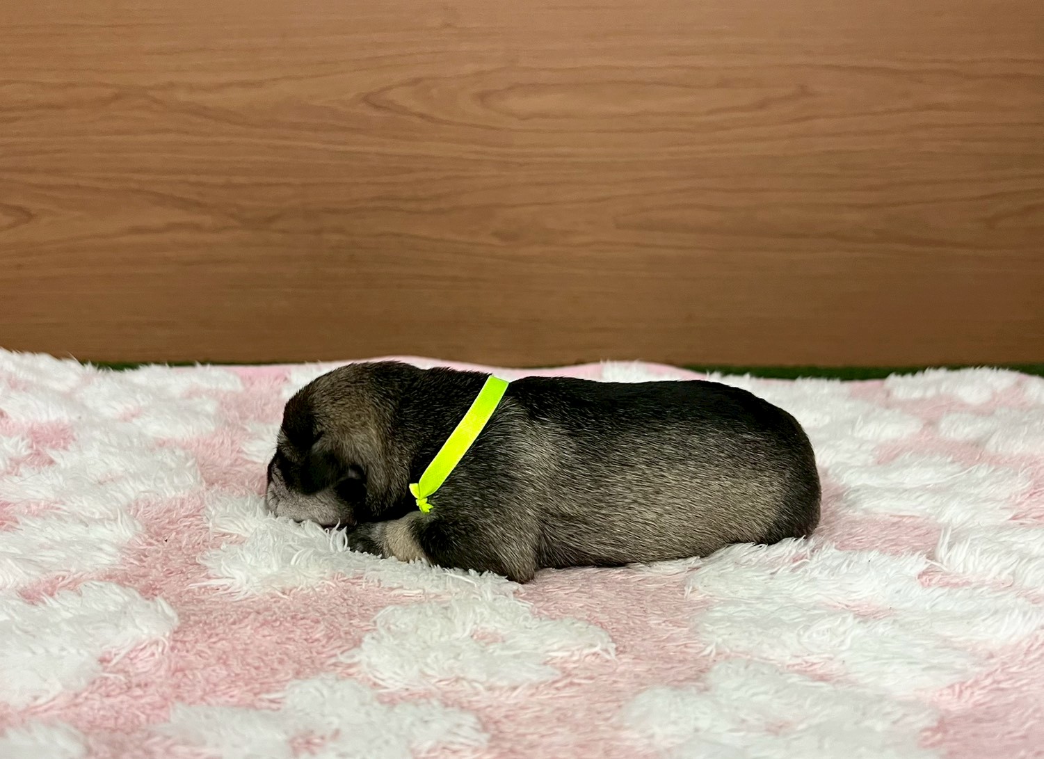 赤ちゃん写真1-2