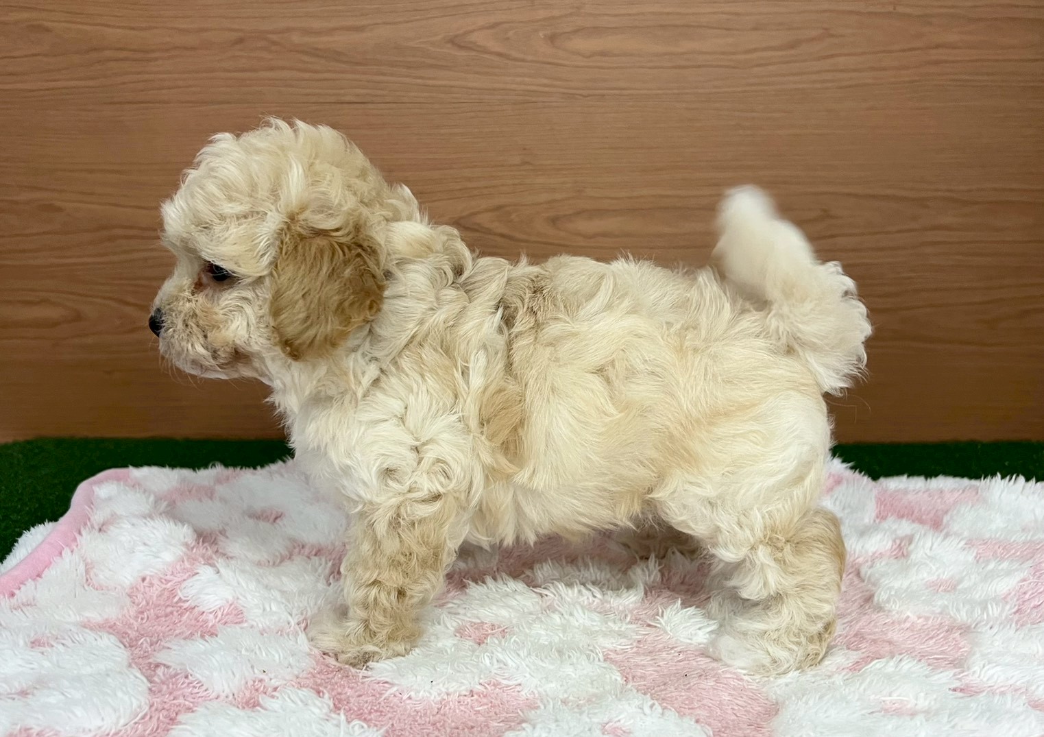 赤ちゃん写真3-2