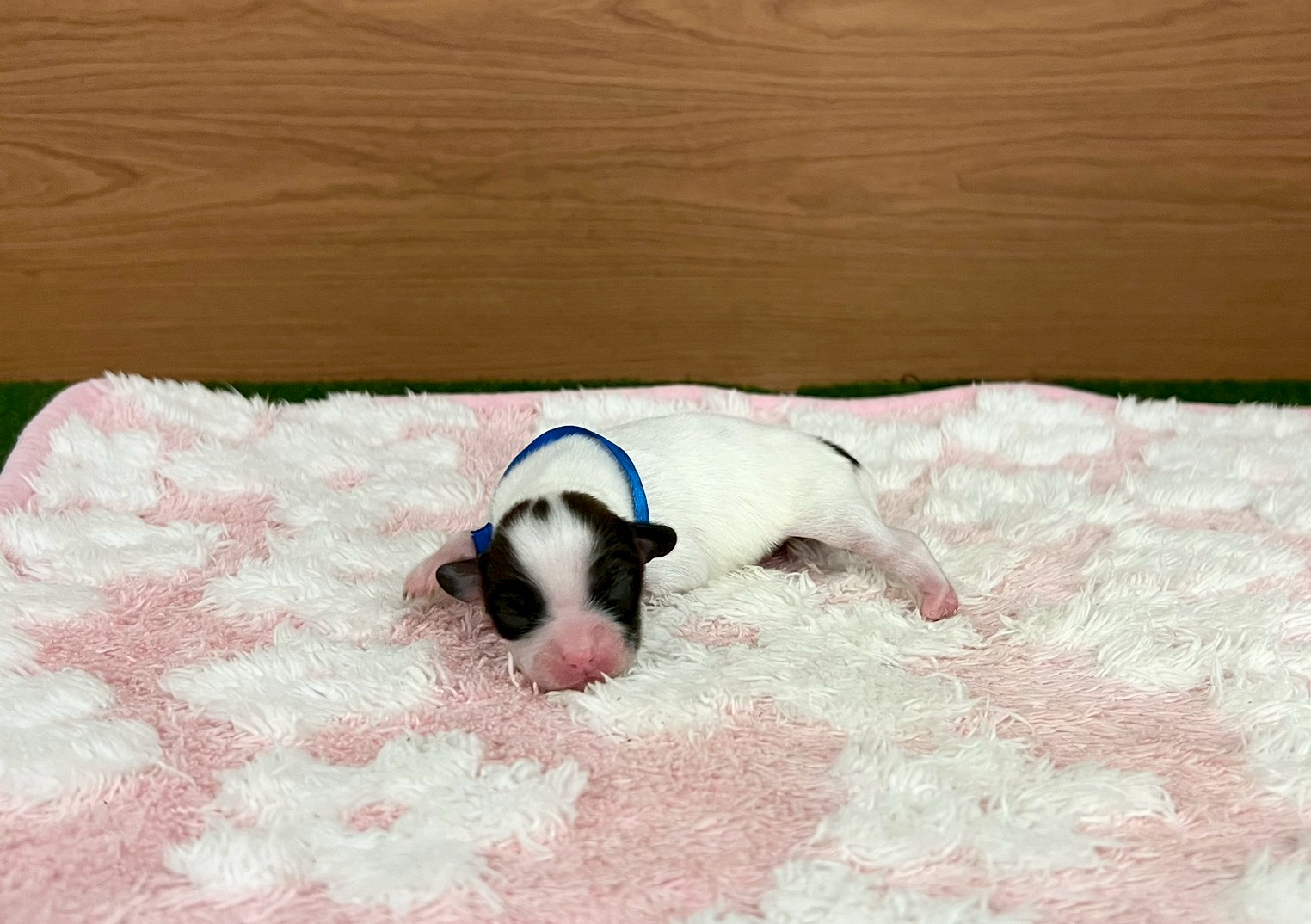 赤ちゃん写真1-1