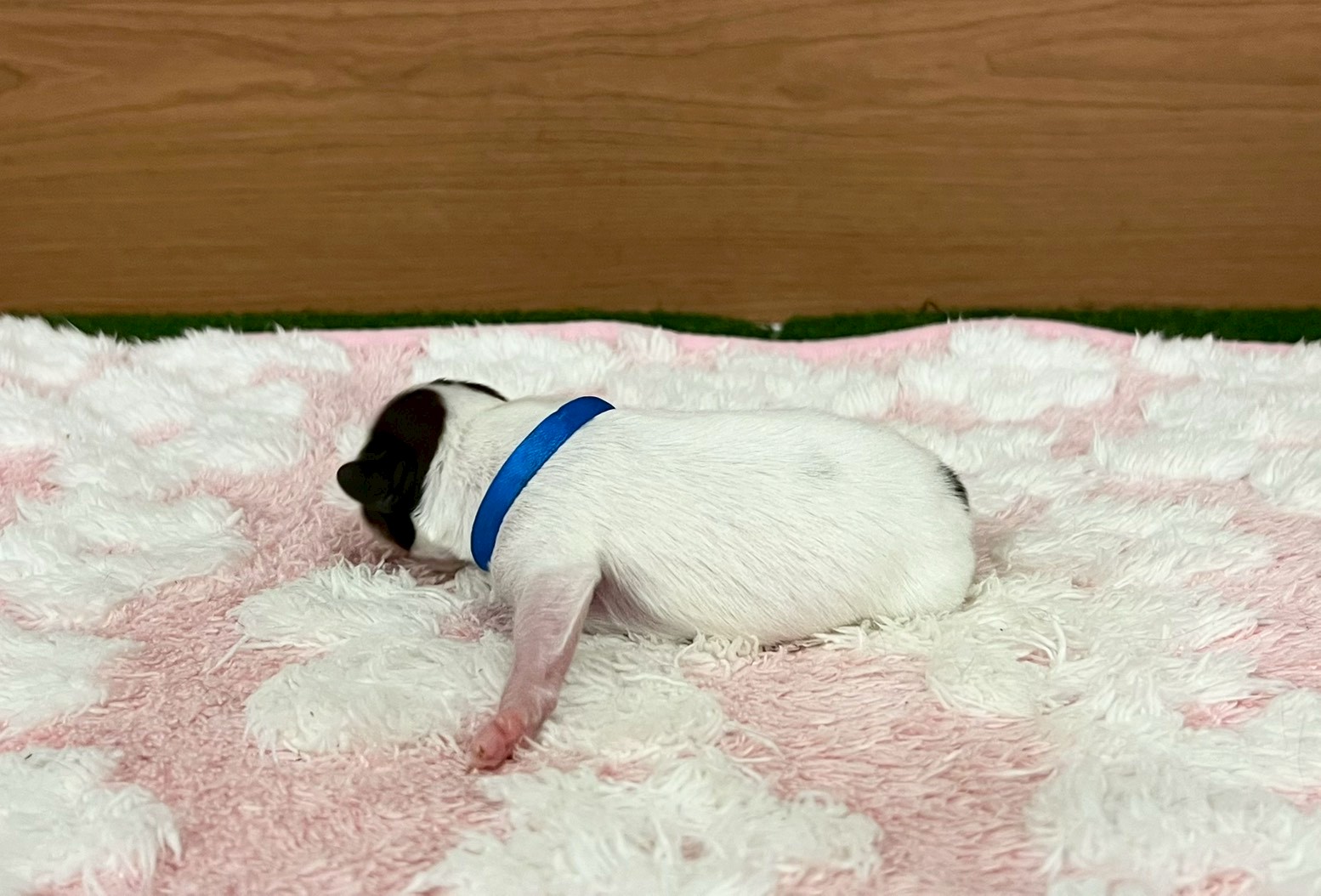 赤ちゃん写真1-2