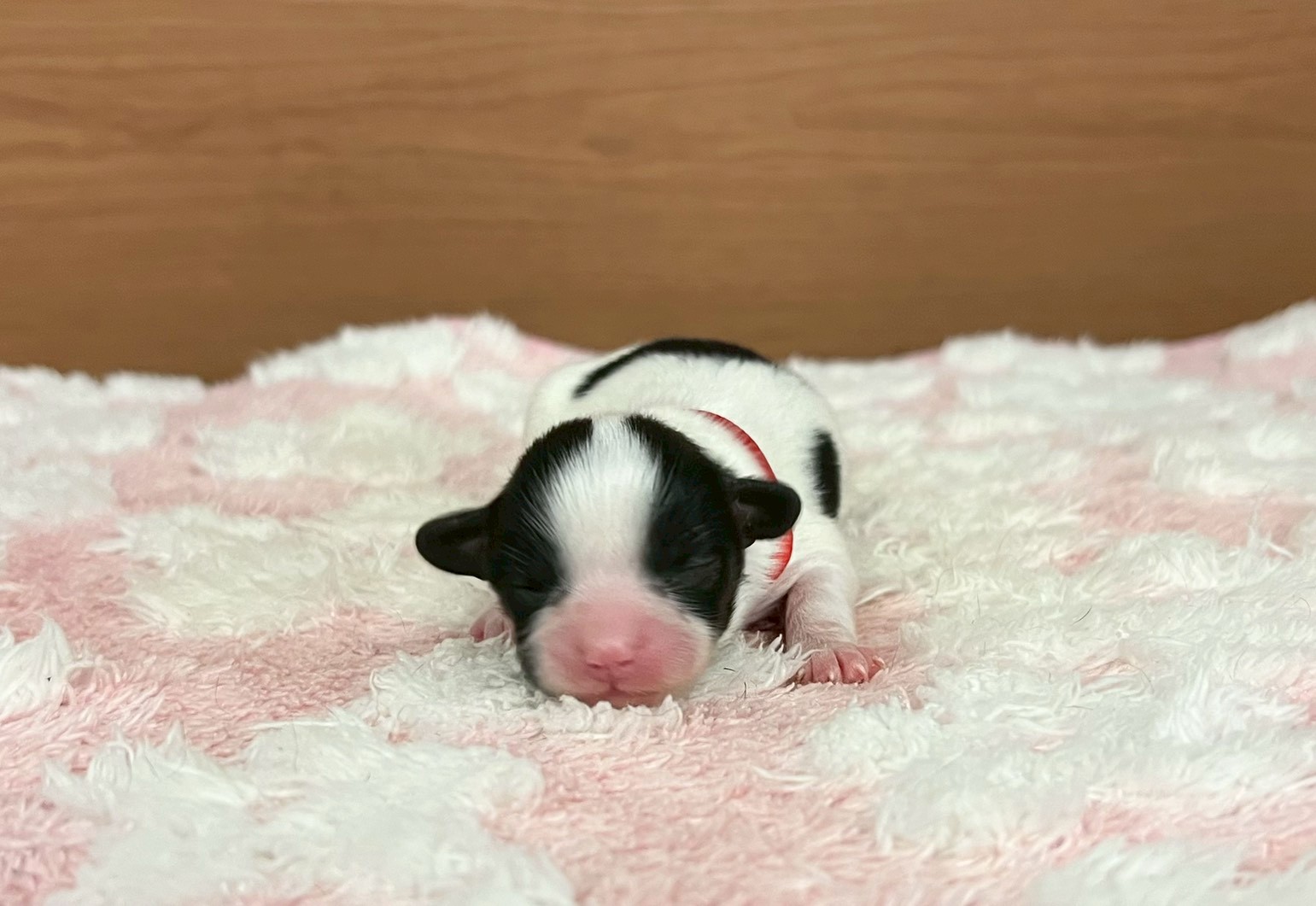赤ちゃん写真1-1