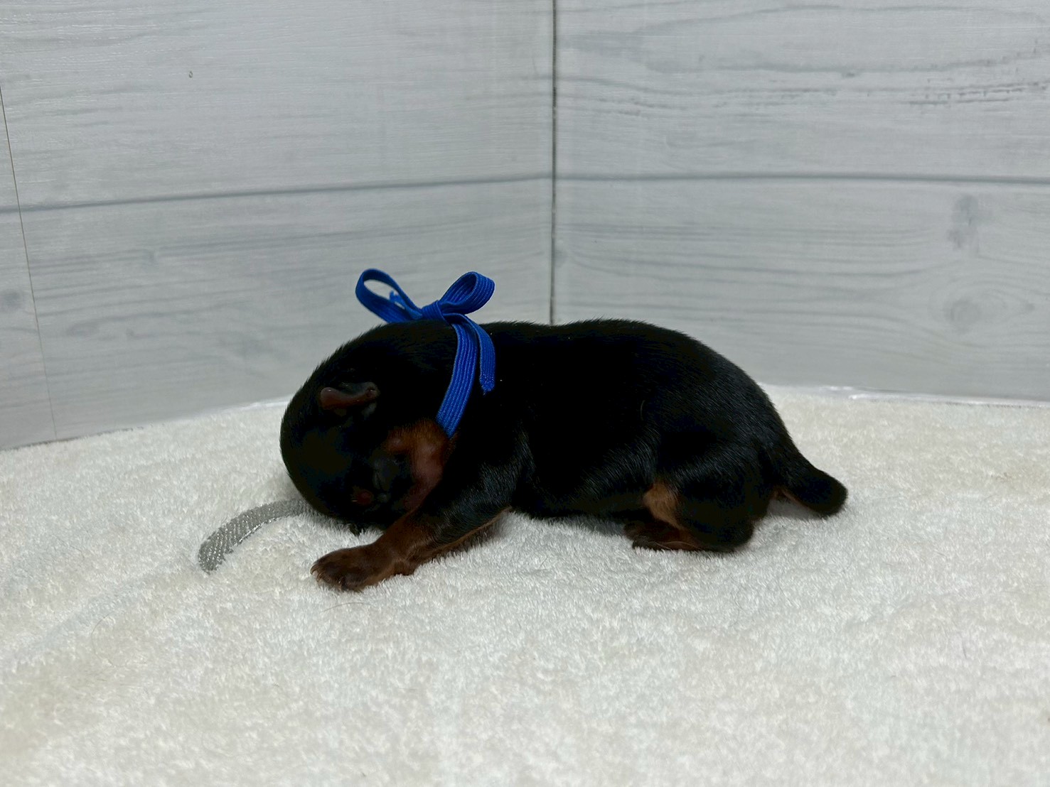 赤ちゃん写真1-2