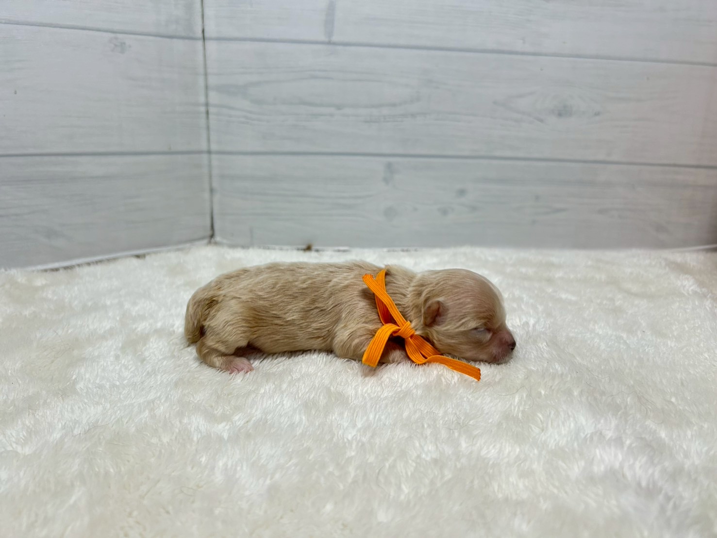 赤ちゃん写真1-2