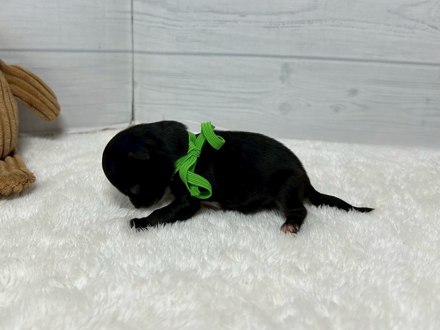 赤ちゃん写真1-2