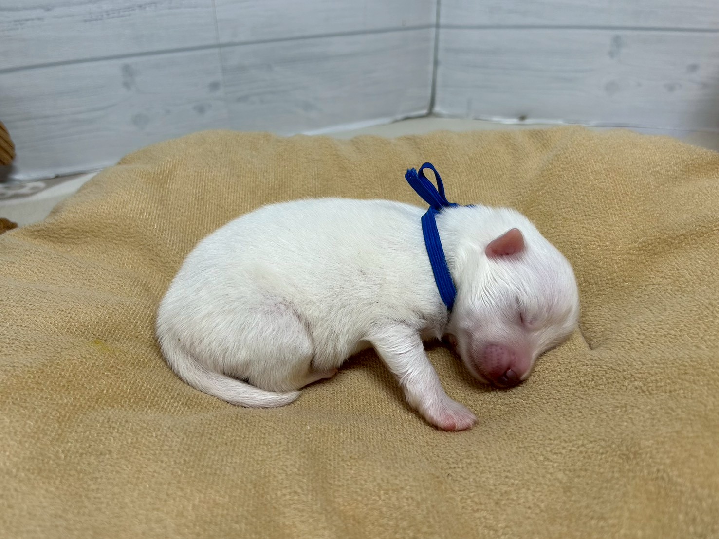 赤ちゃん写真1-2