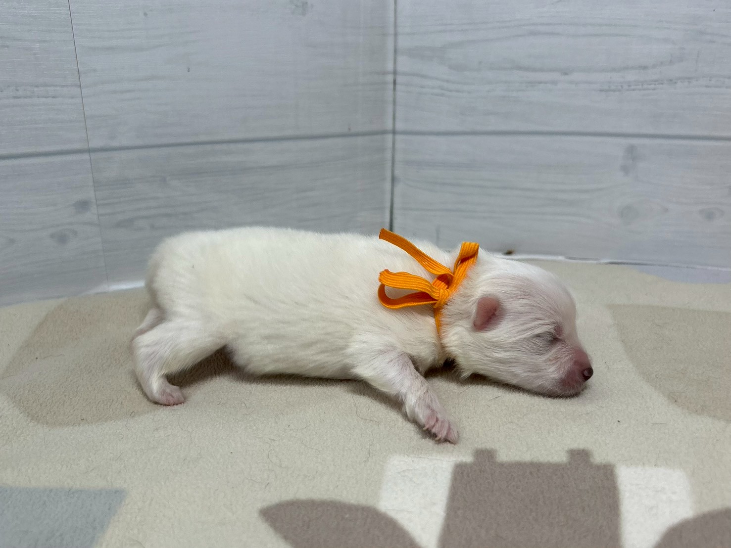 赤ちゃん写真1-2