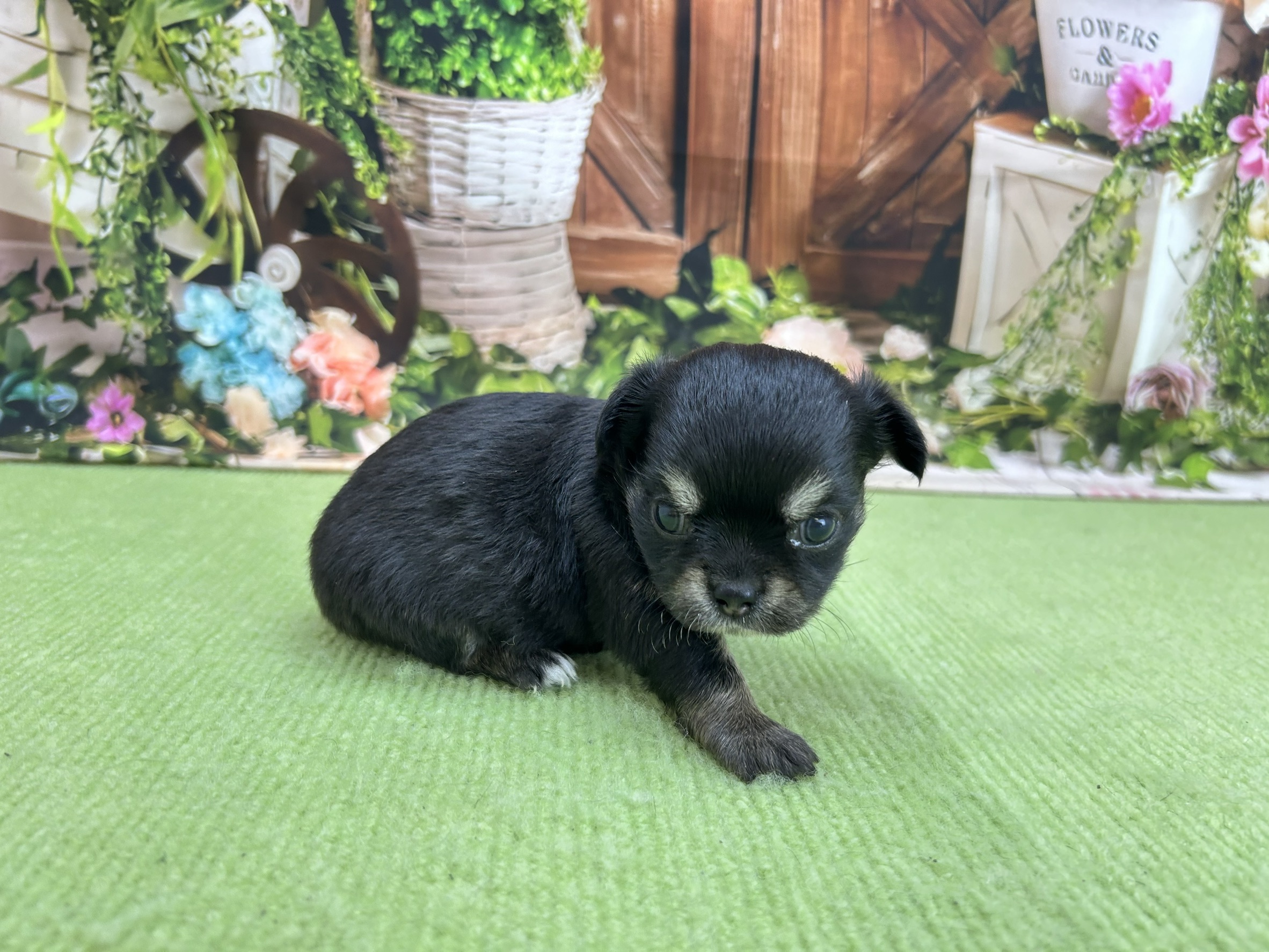 赤ちゃん写真1-2