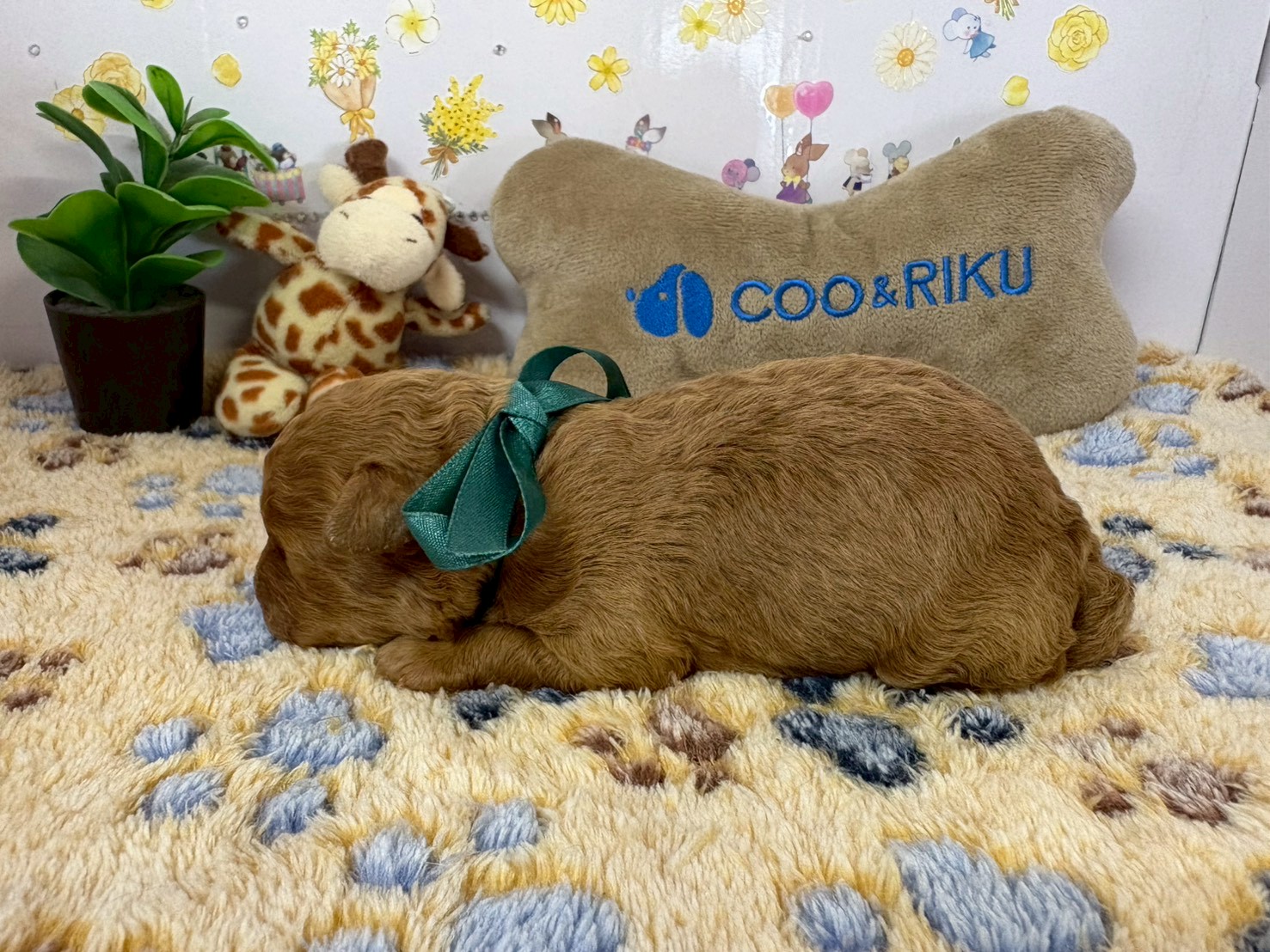 赤ちゃん写真1-2