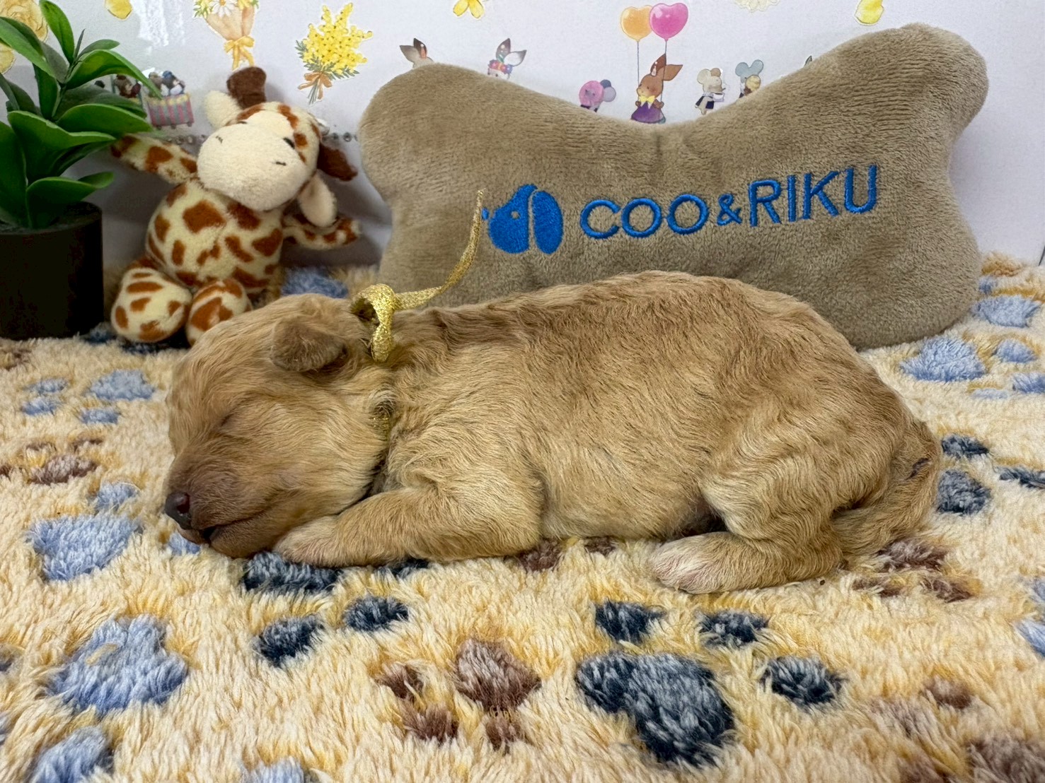 赤ちゃん写真1-2