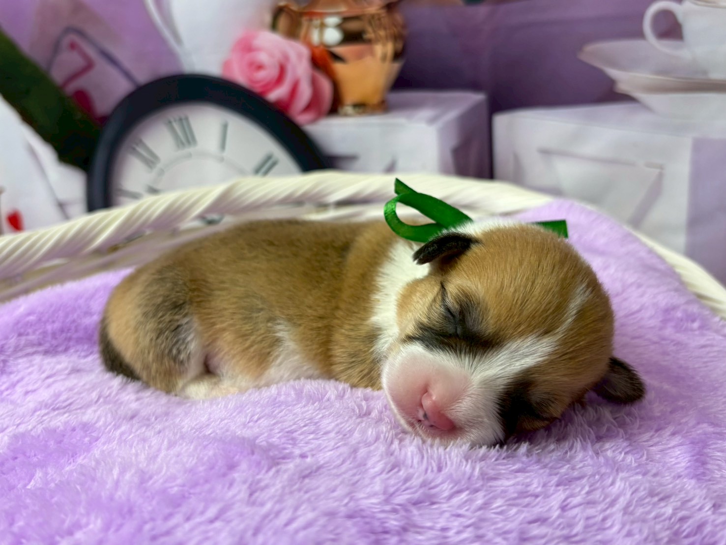 赤ちゃん写真1-2