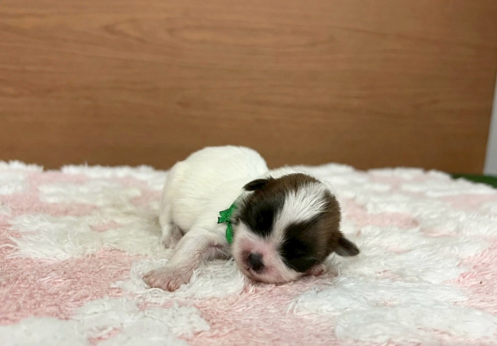 赤ちゃん写真1-1