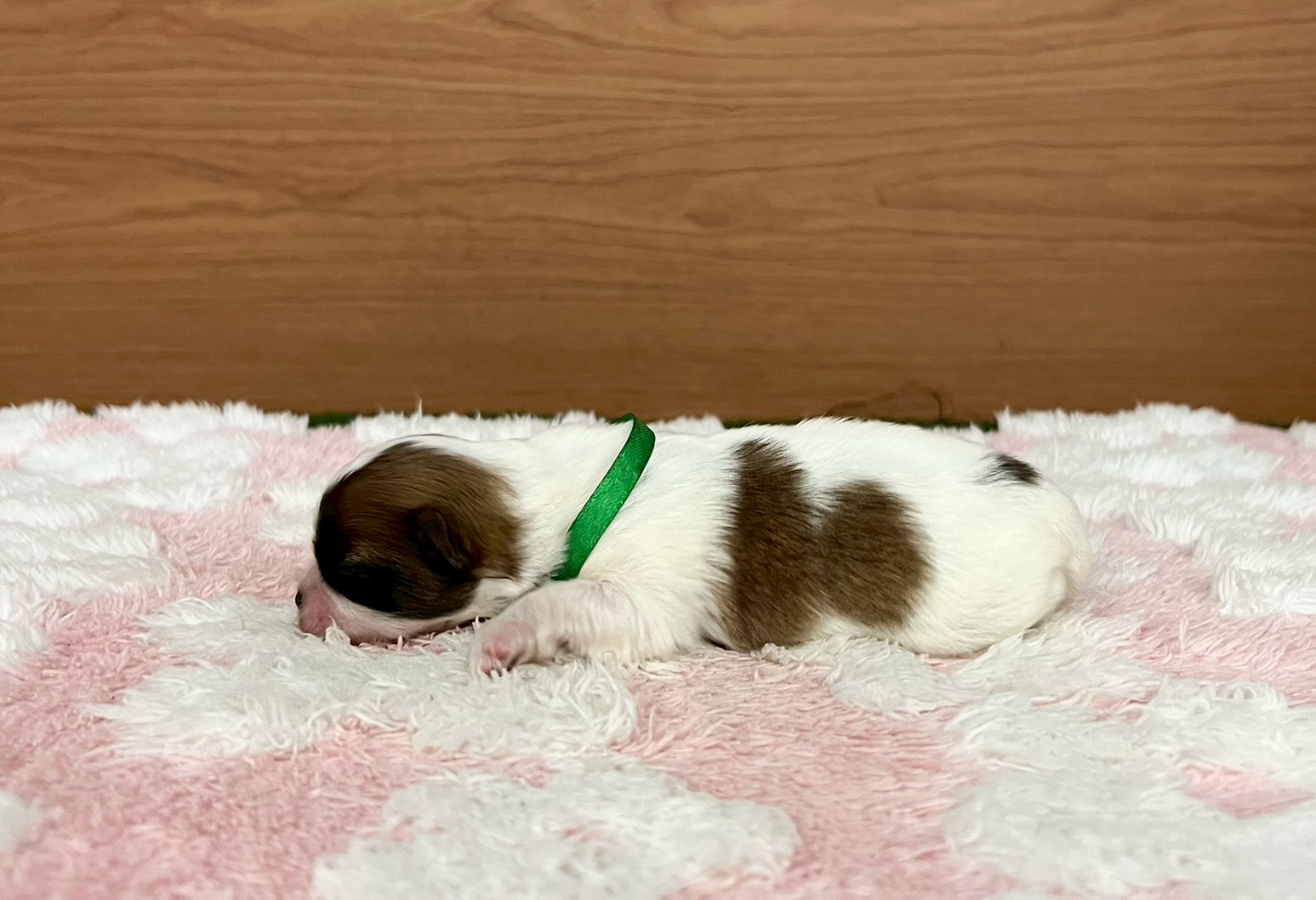 赤ちゃん写真1-2
